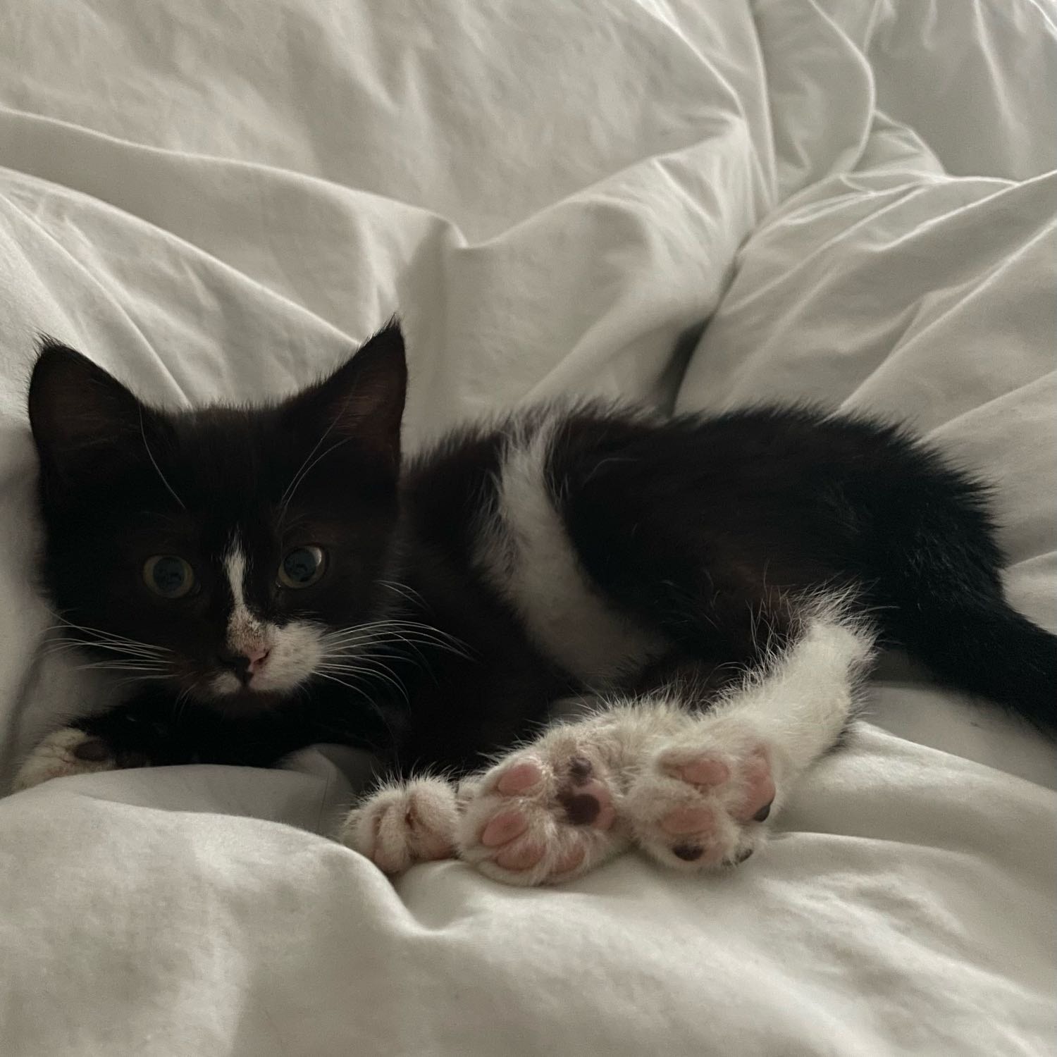 Fifi