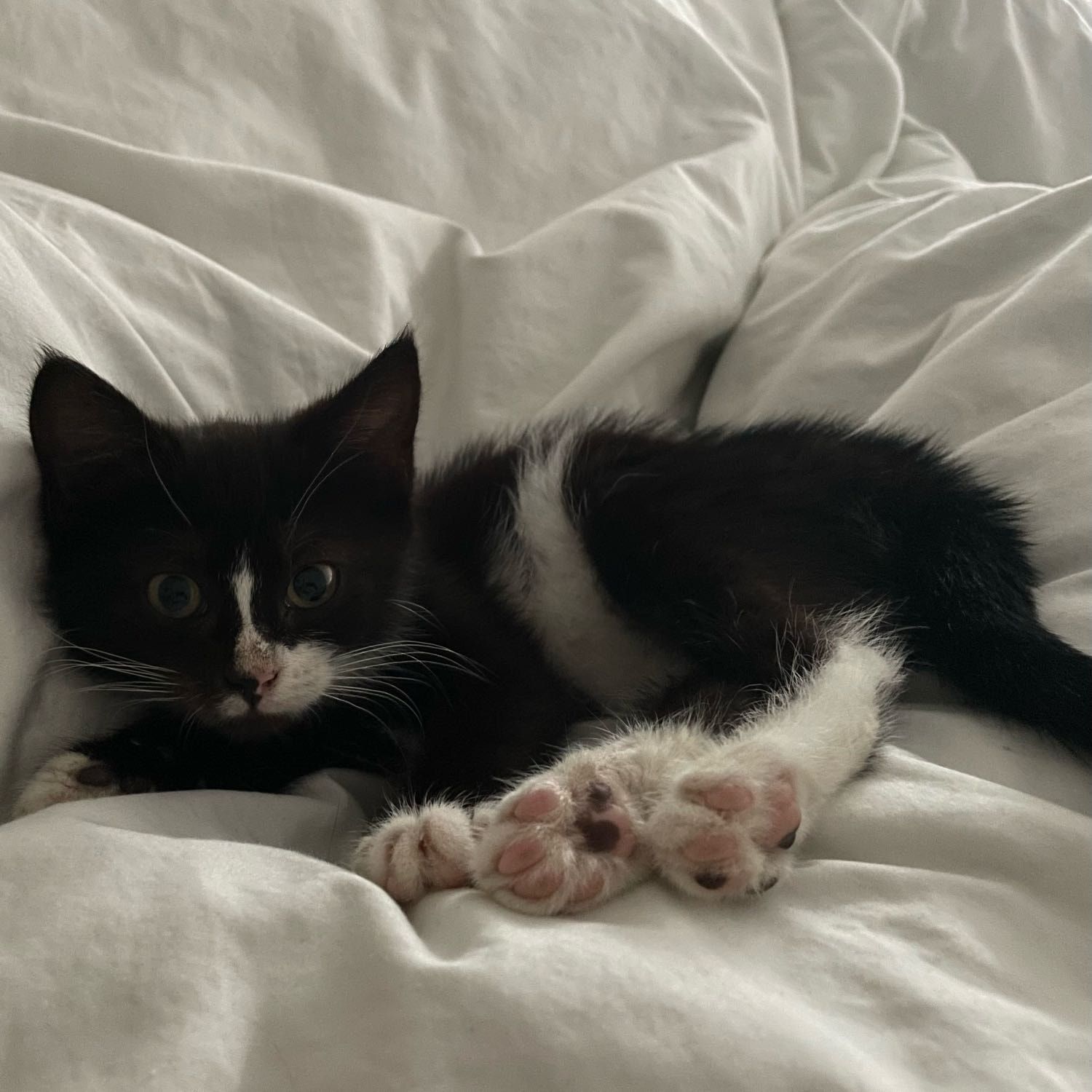 Fifi