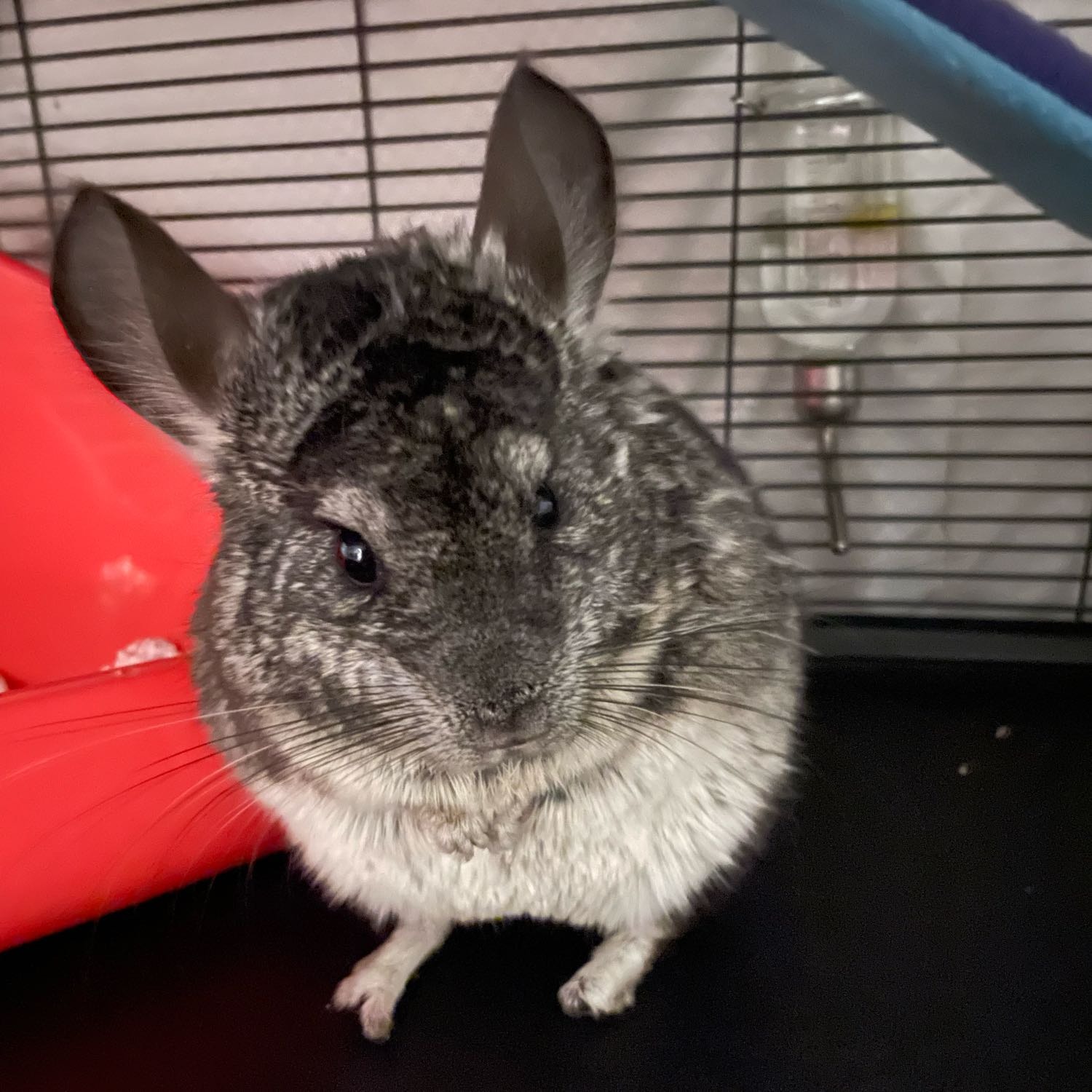 Charlie, Chinchilla 