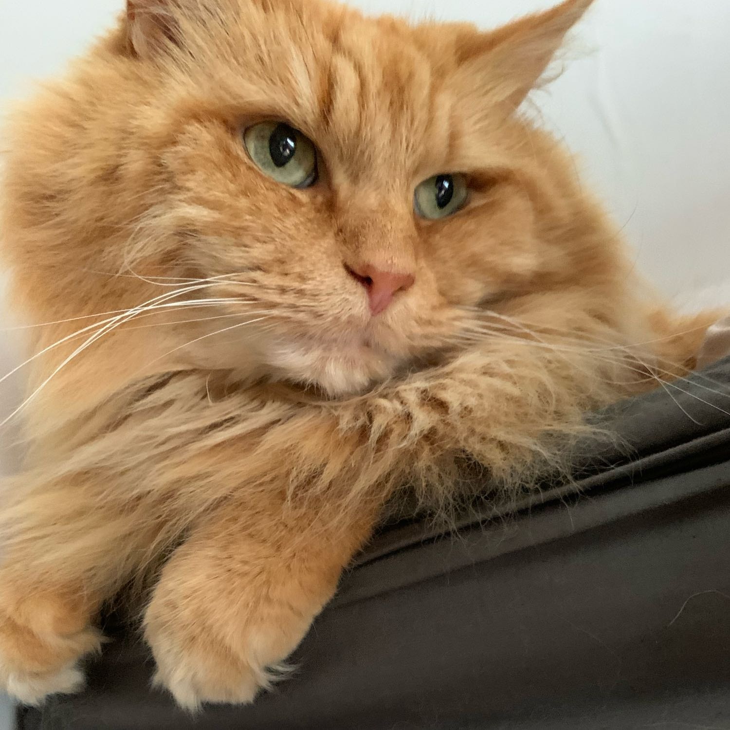 Marmalade 