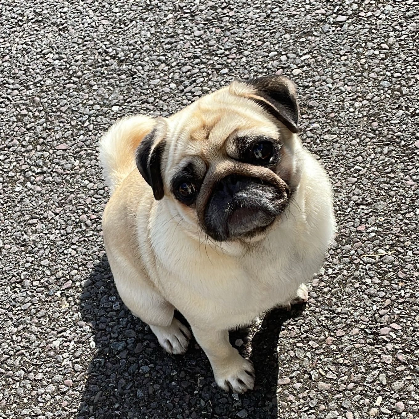Lilly