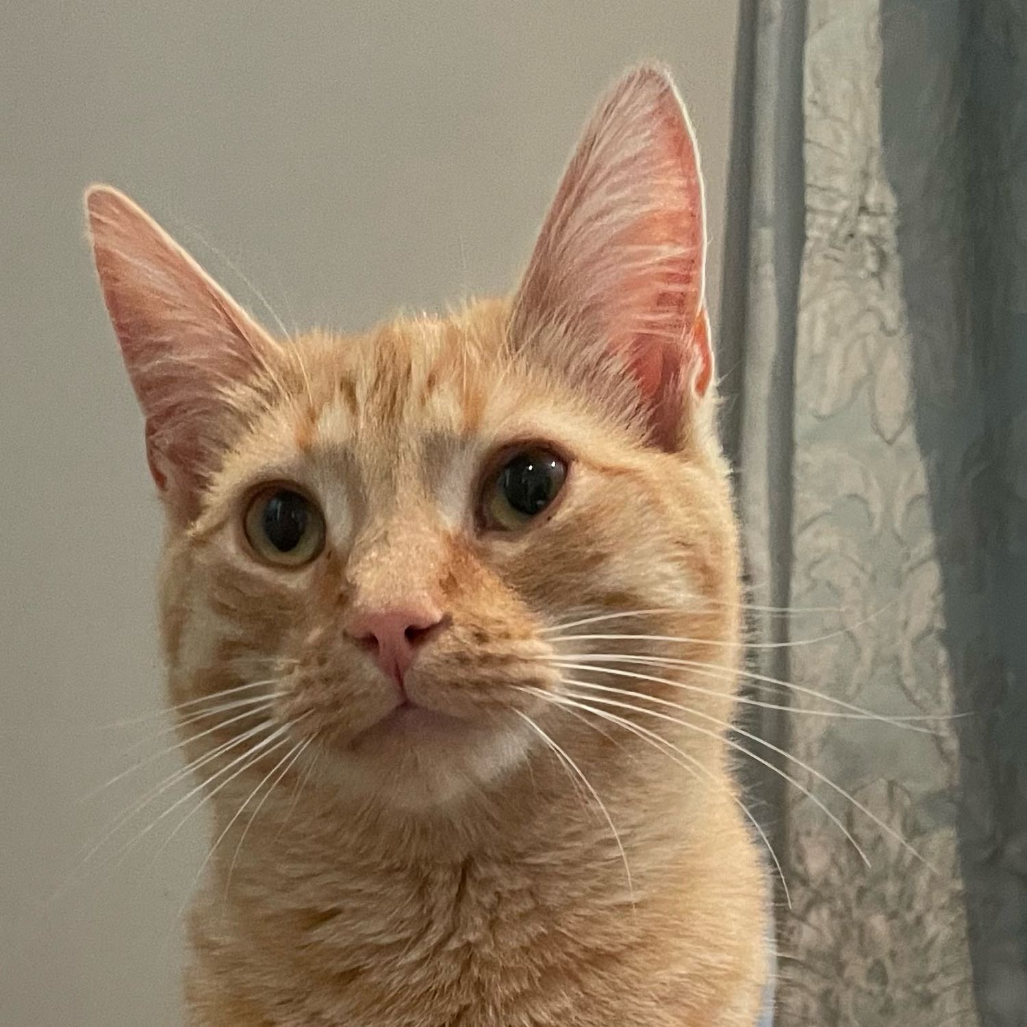 Apricot 