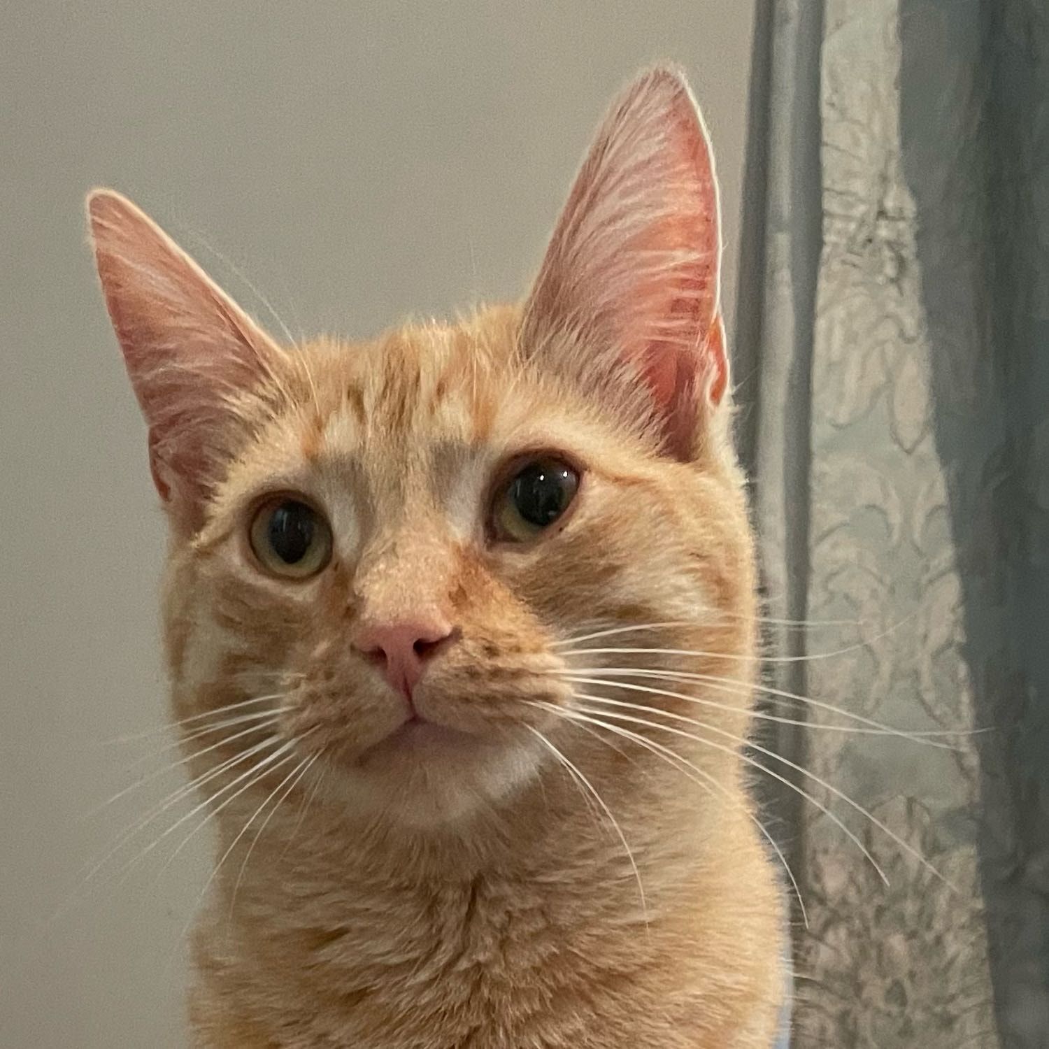 Apricot