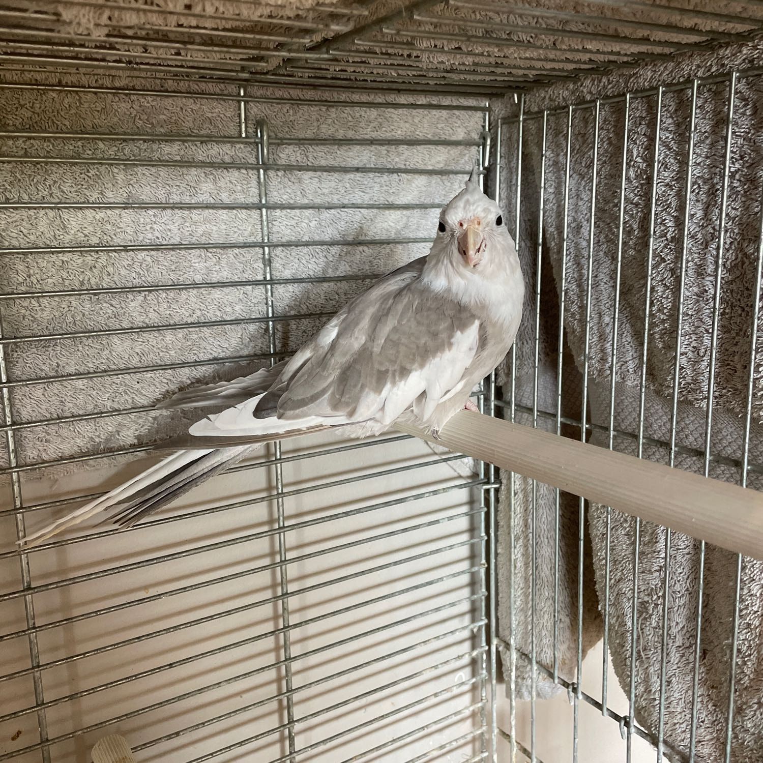 Delilah
