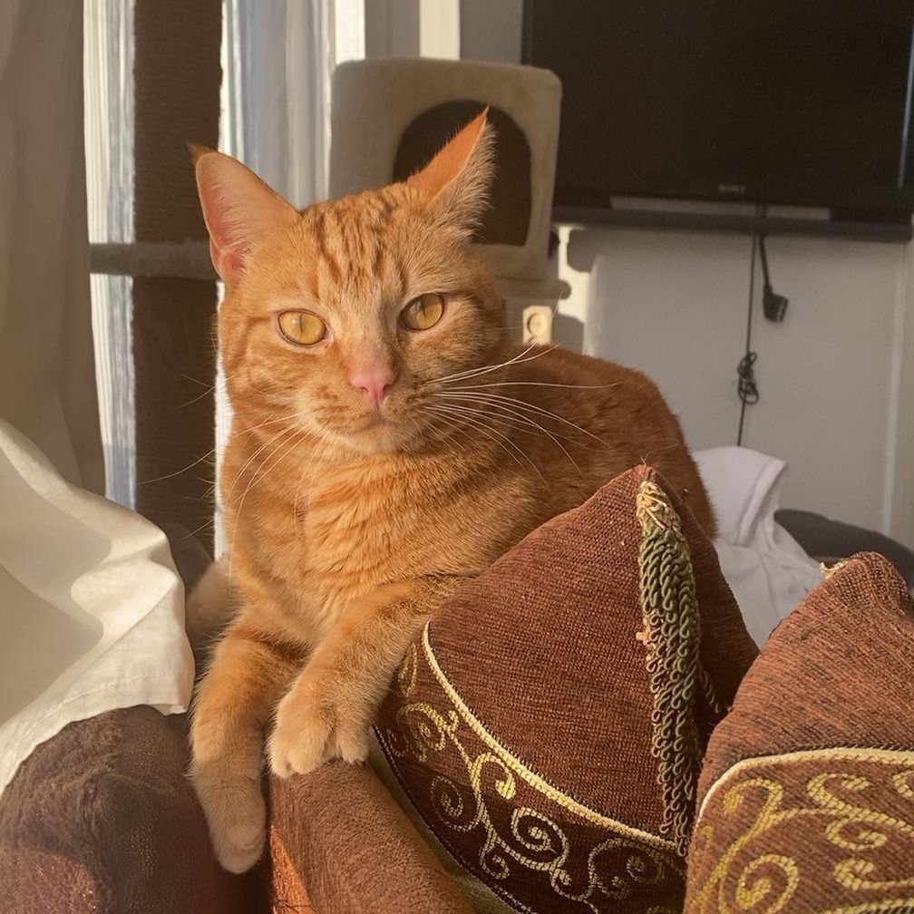 Ginger