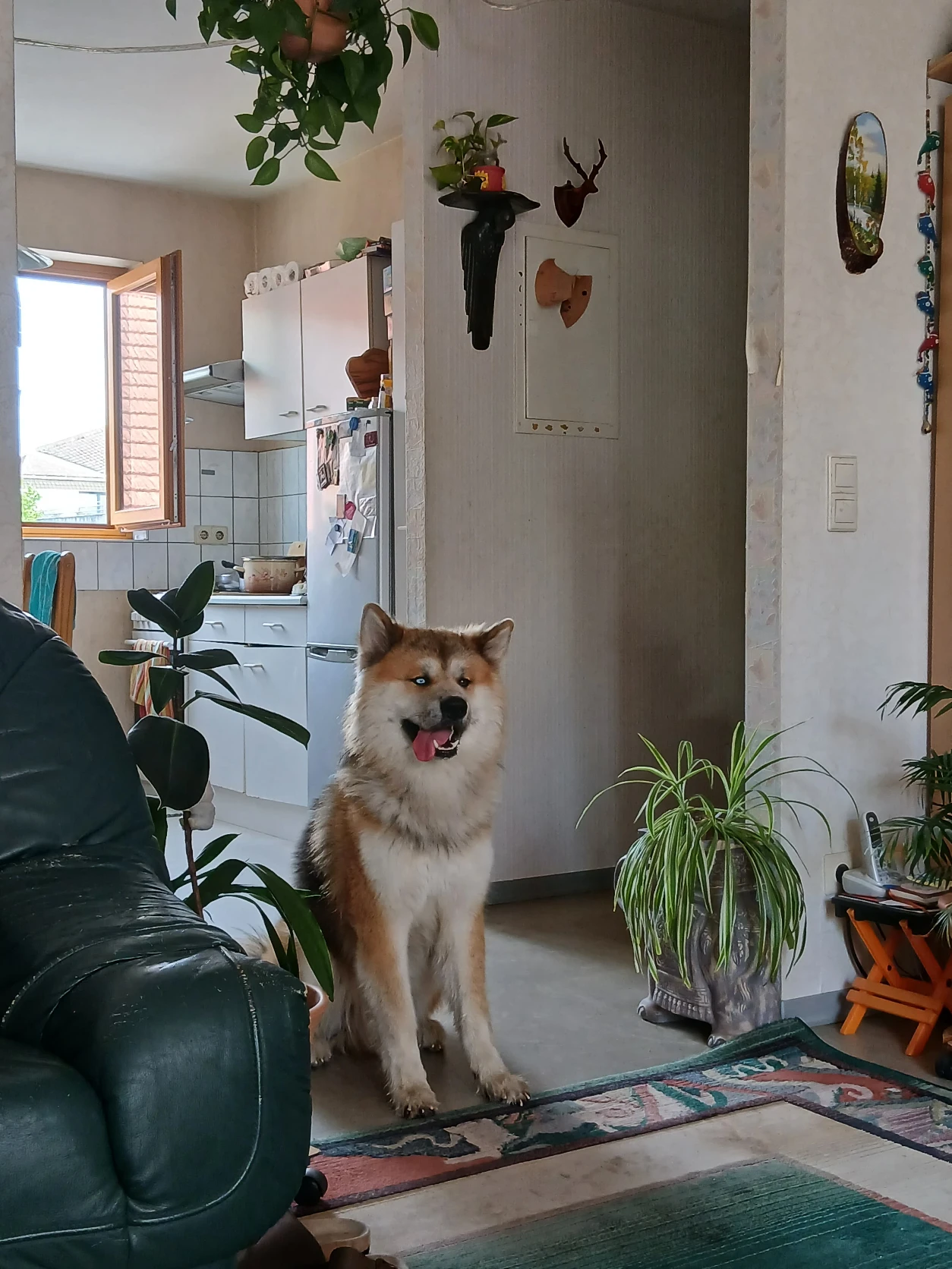 image-7