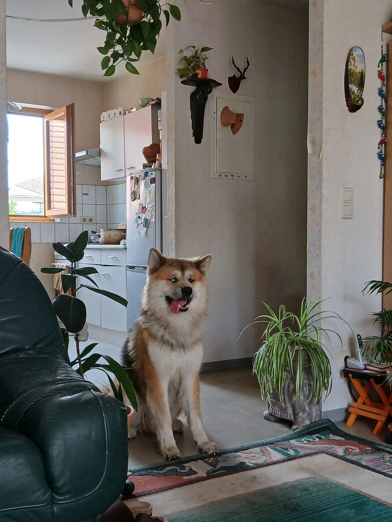 image-7