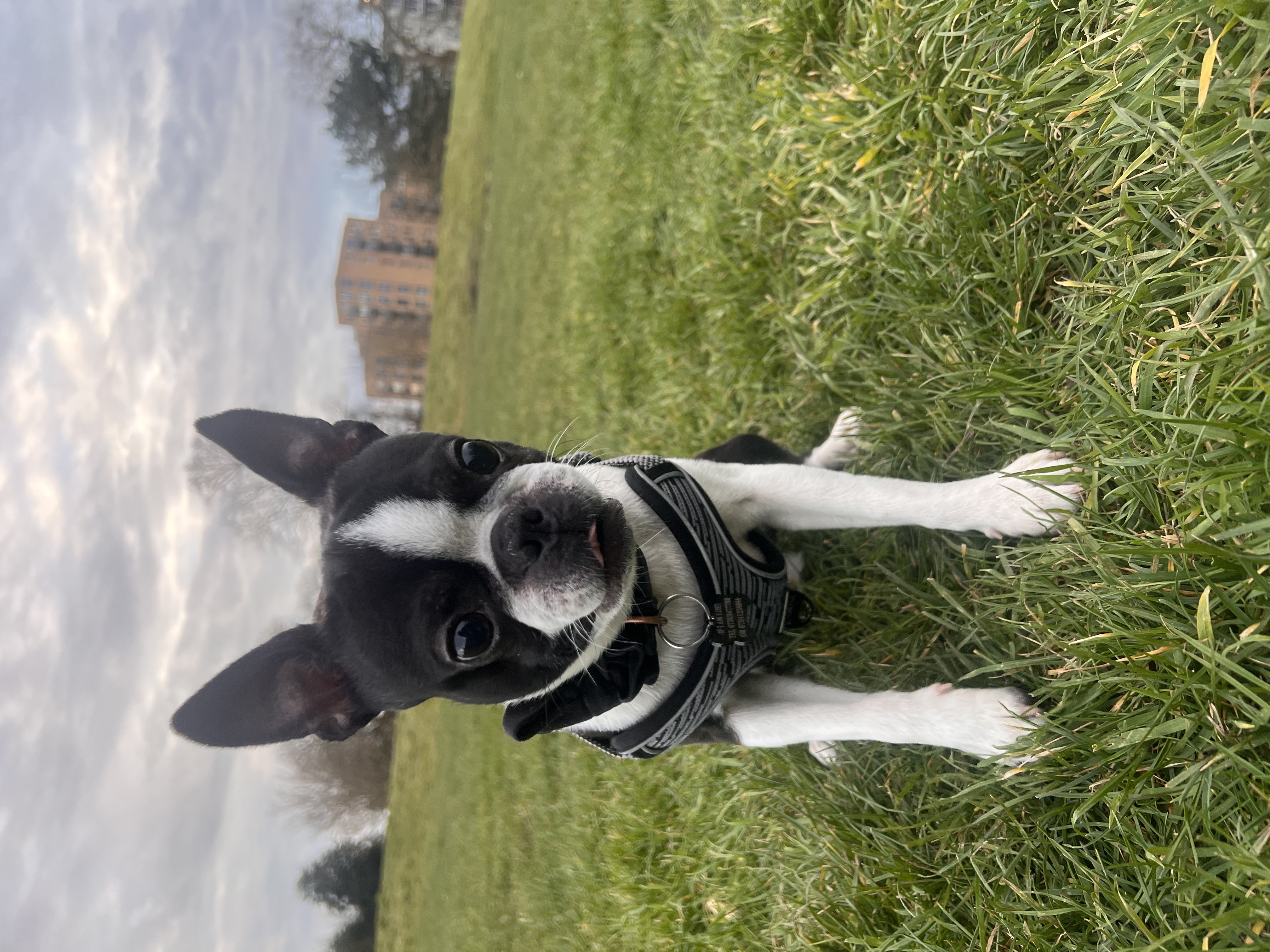image-4