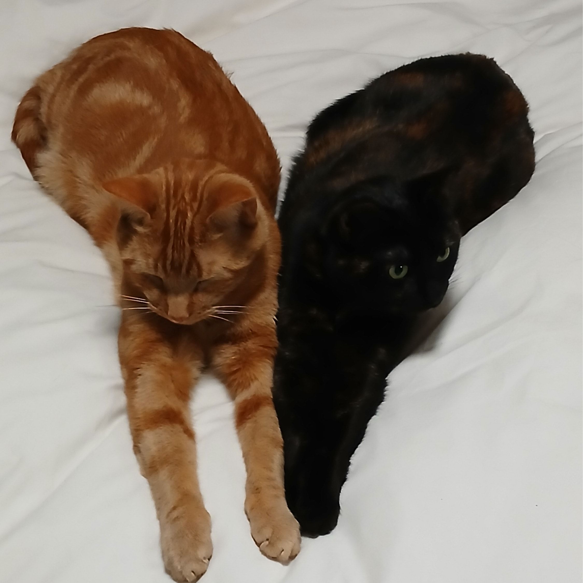 Wistiti et Mistinguette