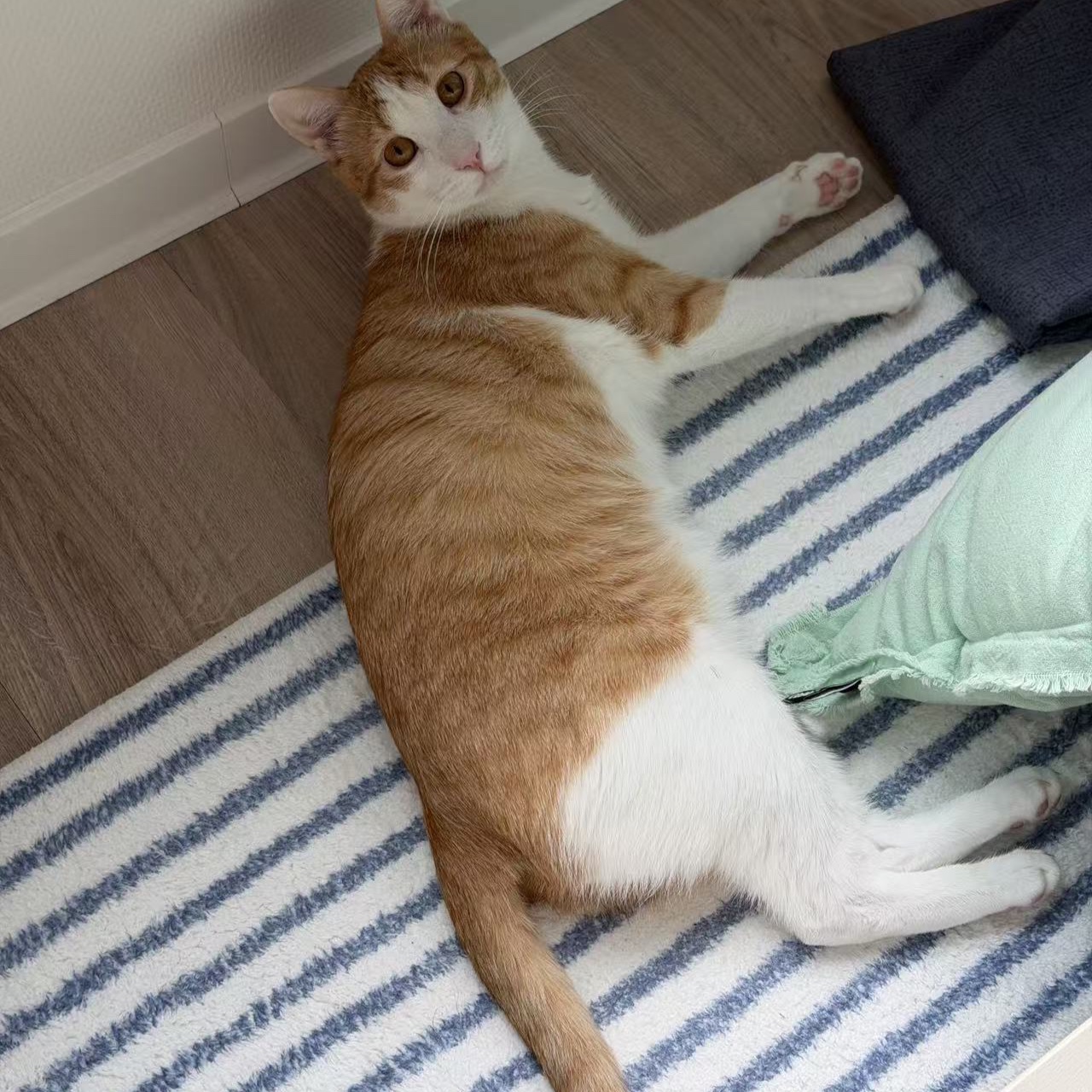 Cici