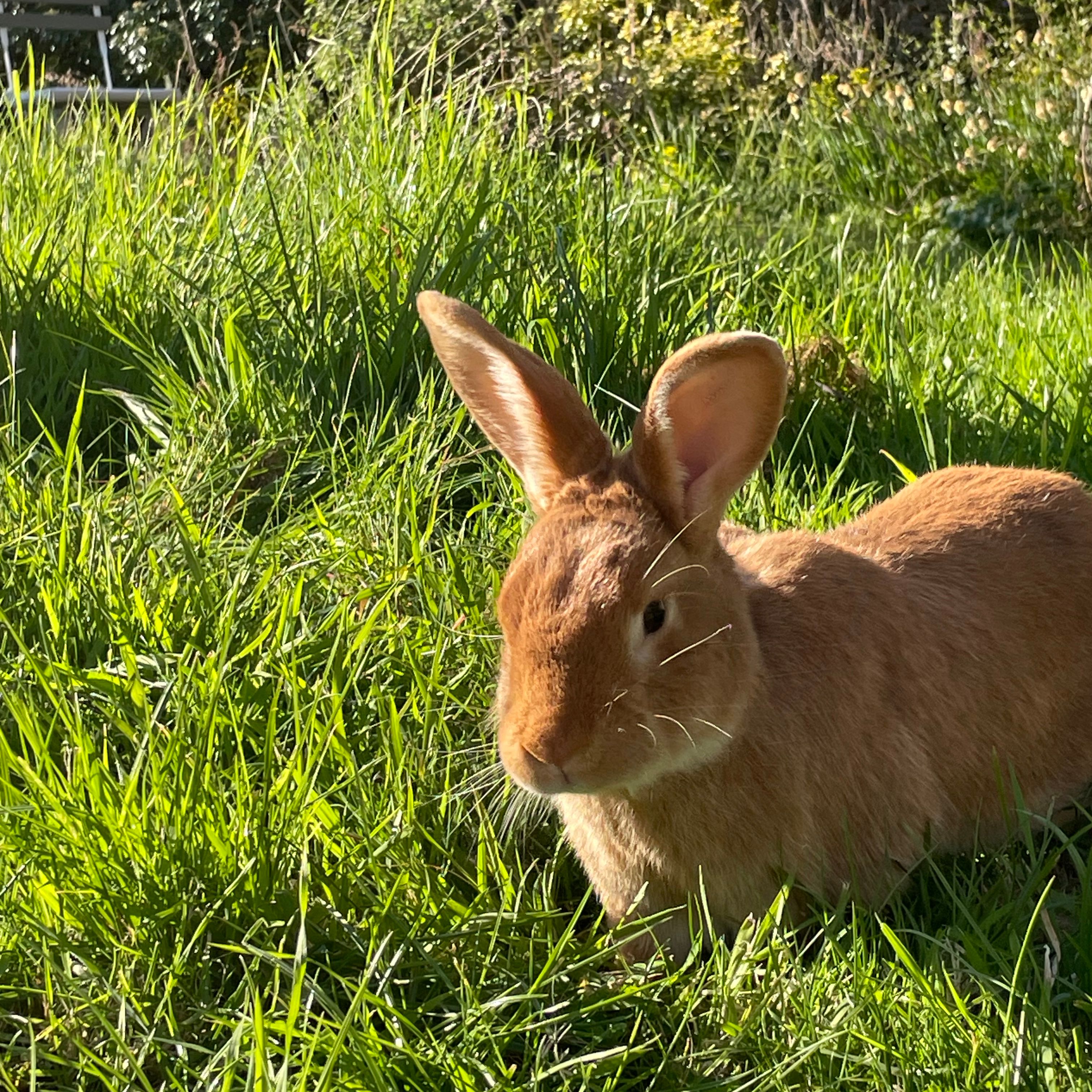 Ginger