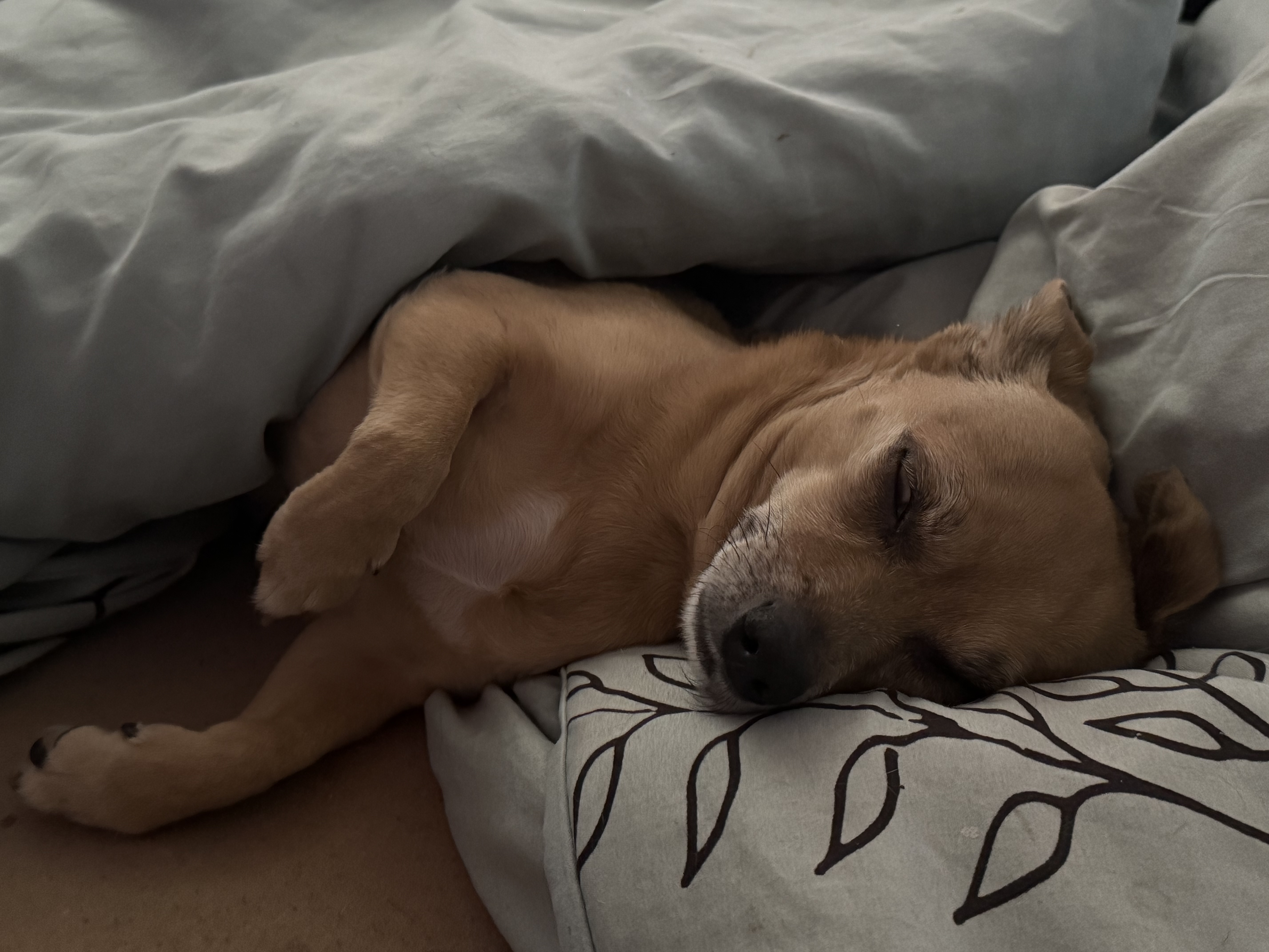 image-8