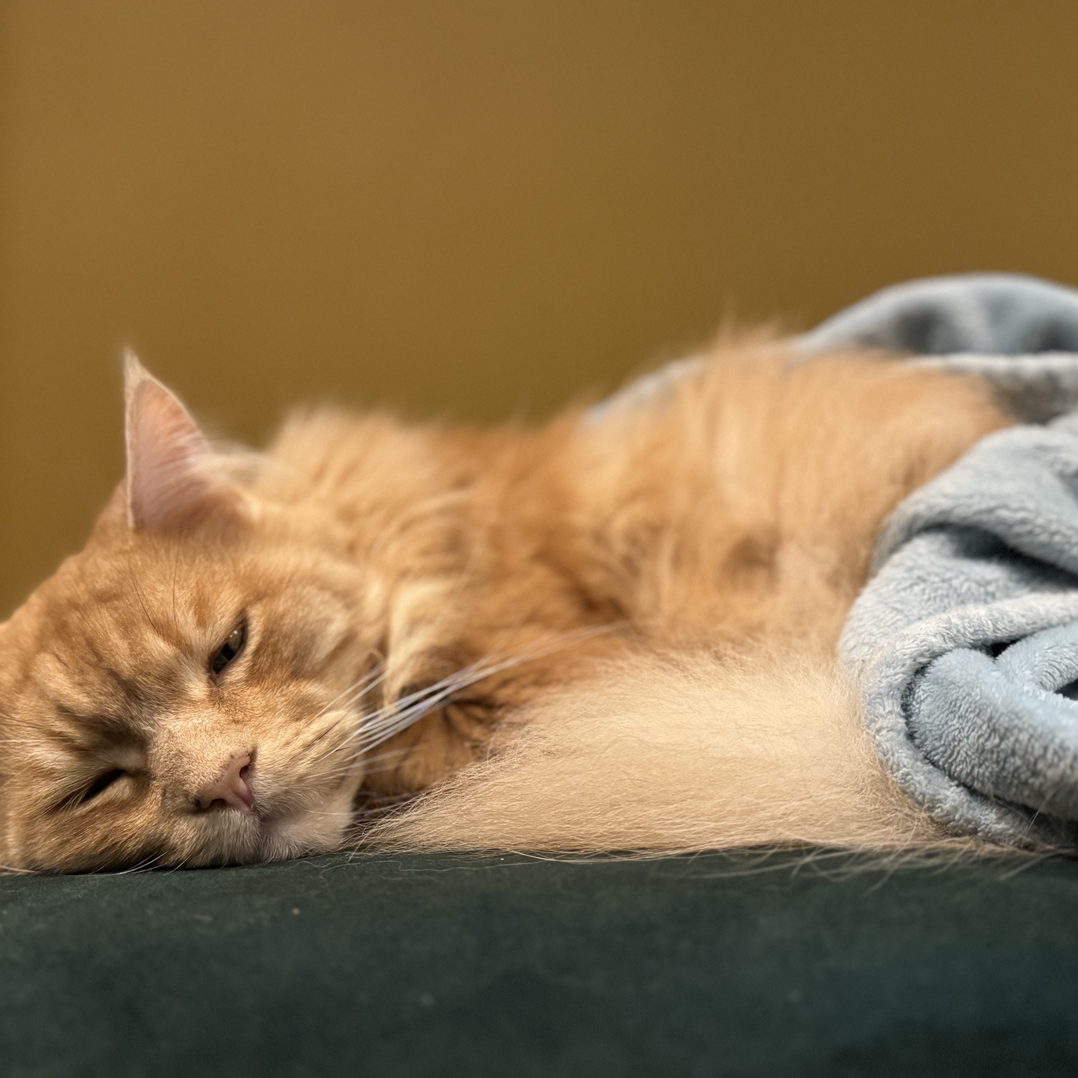 Oliver