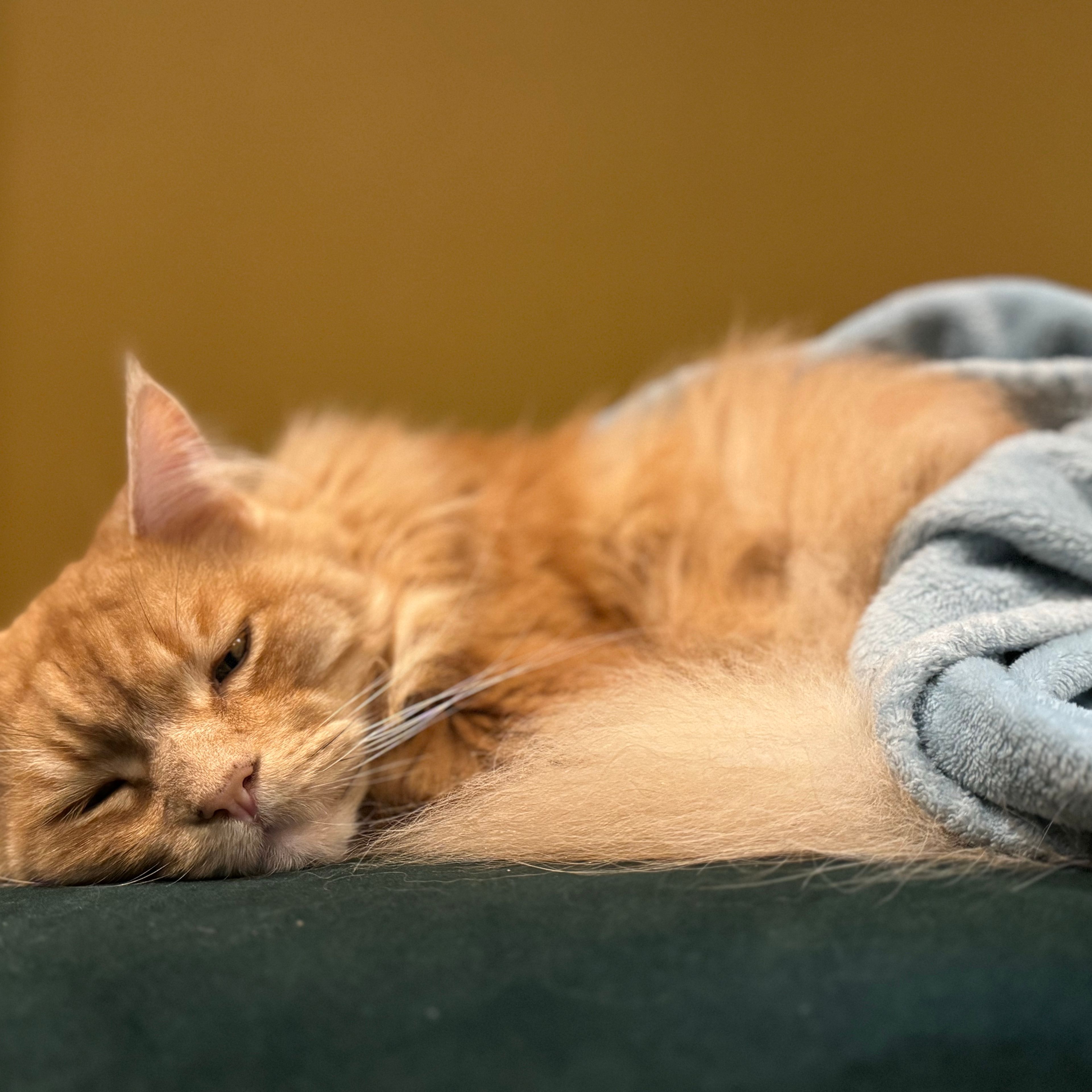 Oliver