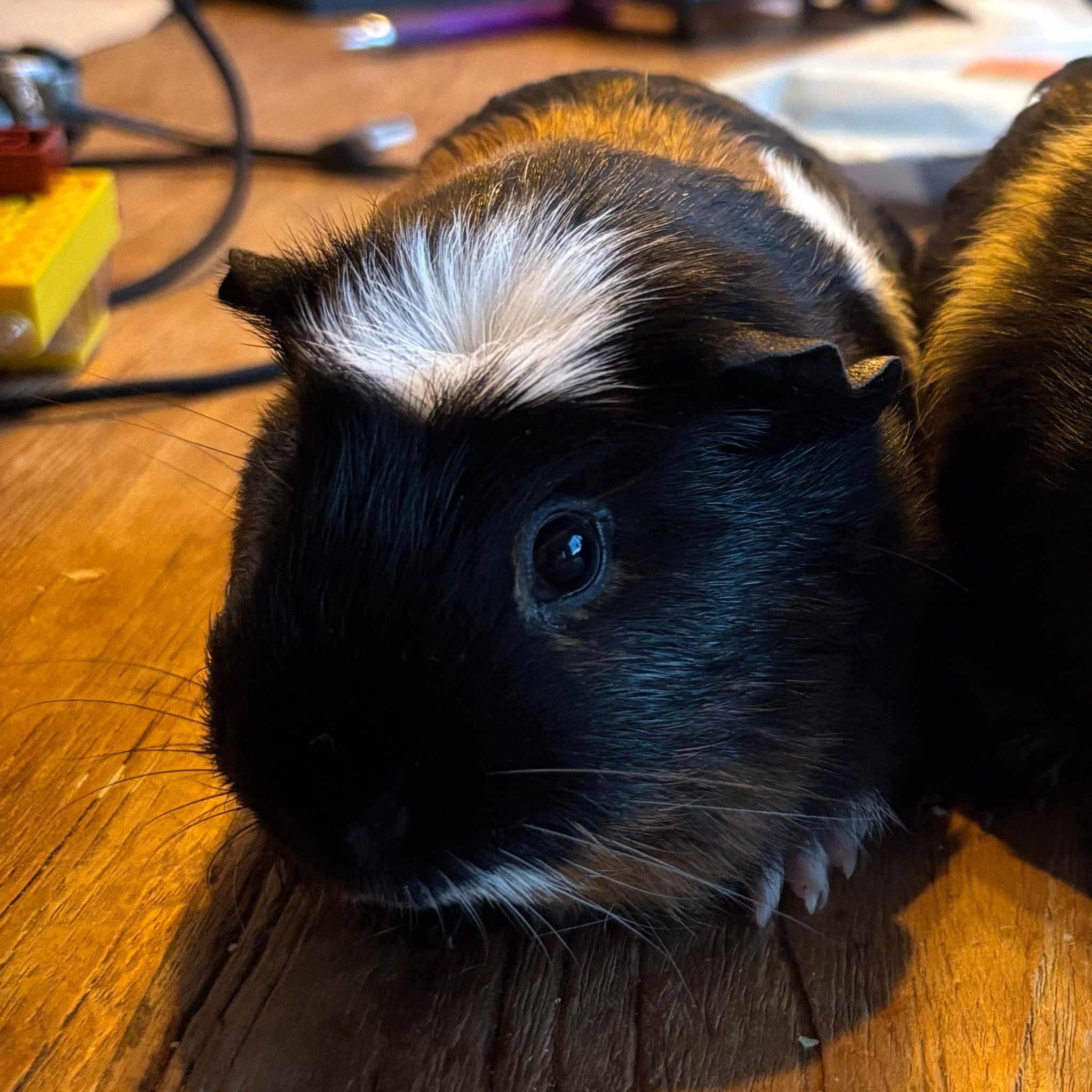 Hammy