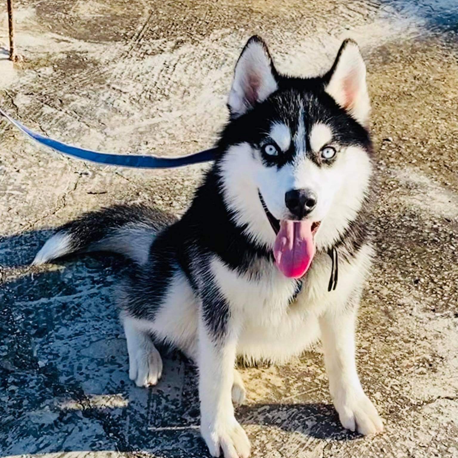 Alexander