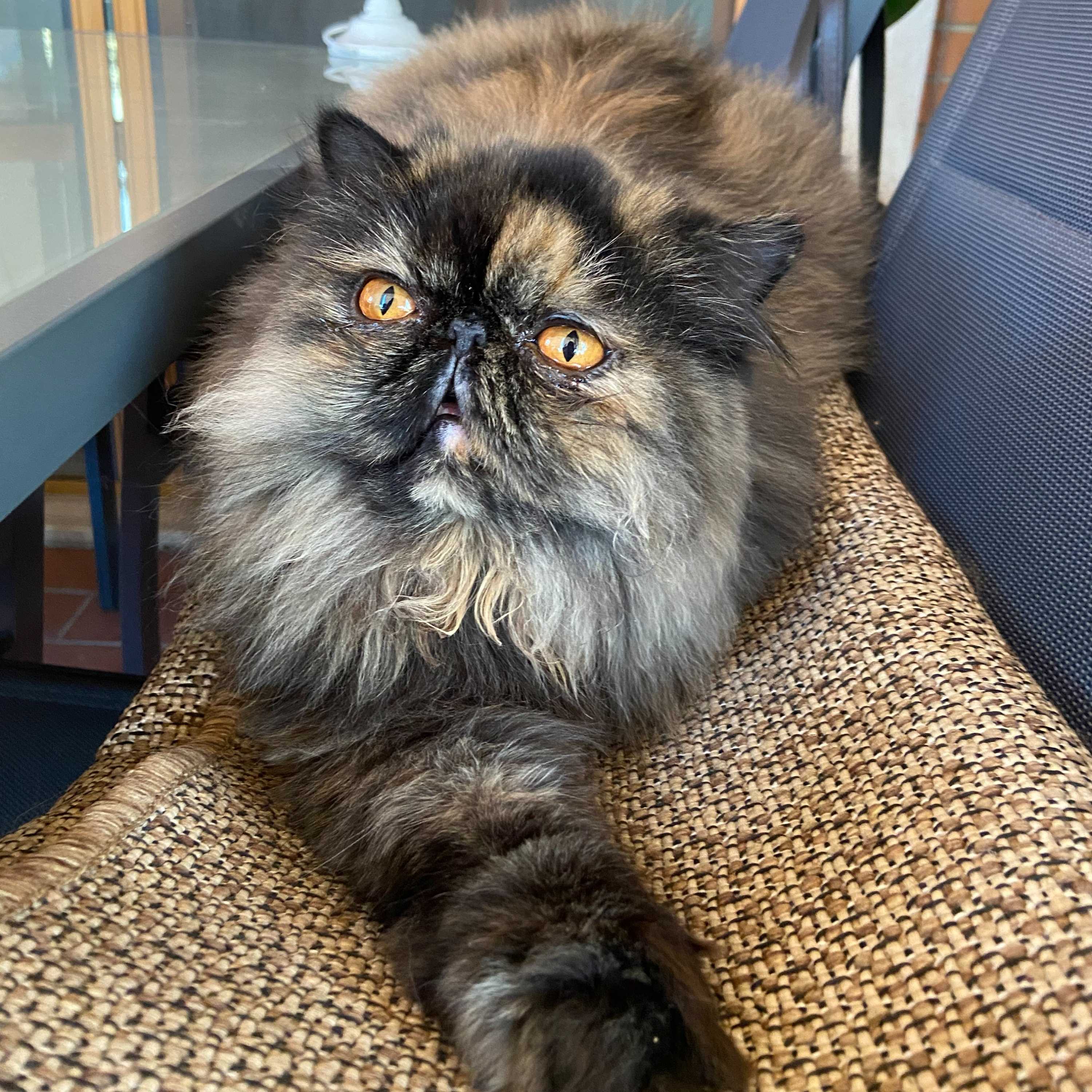 Lillibeth - persiano