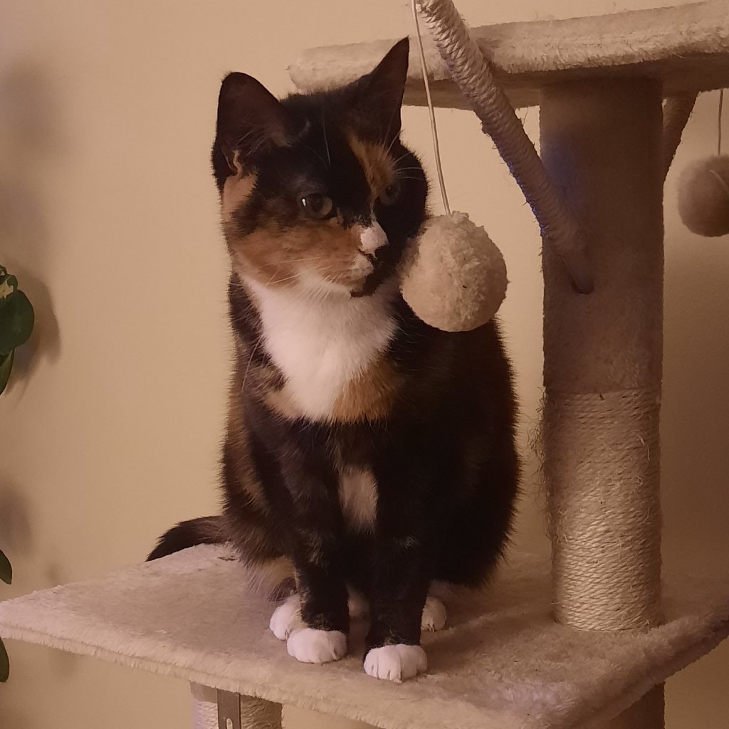 Pandora