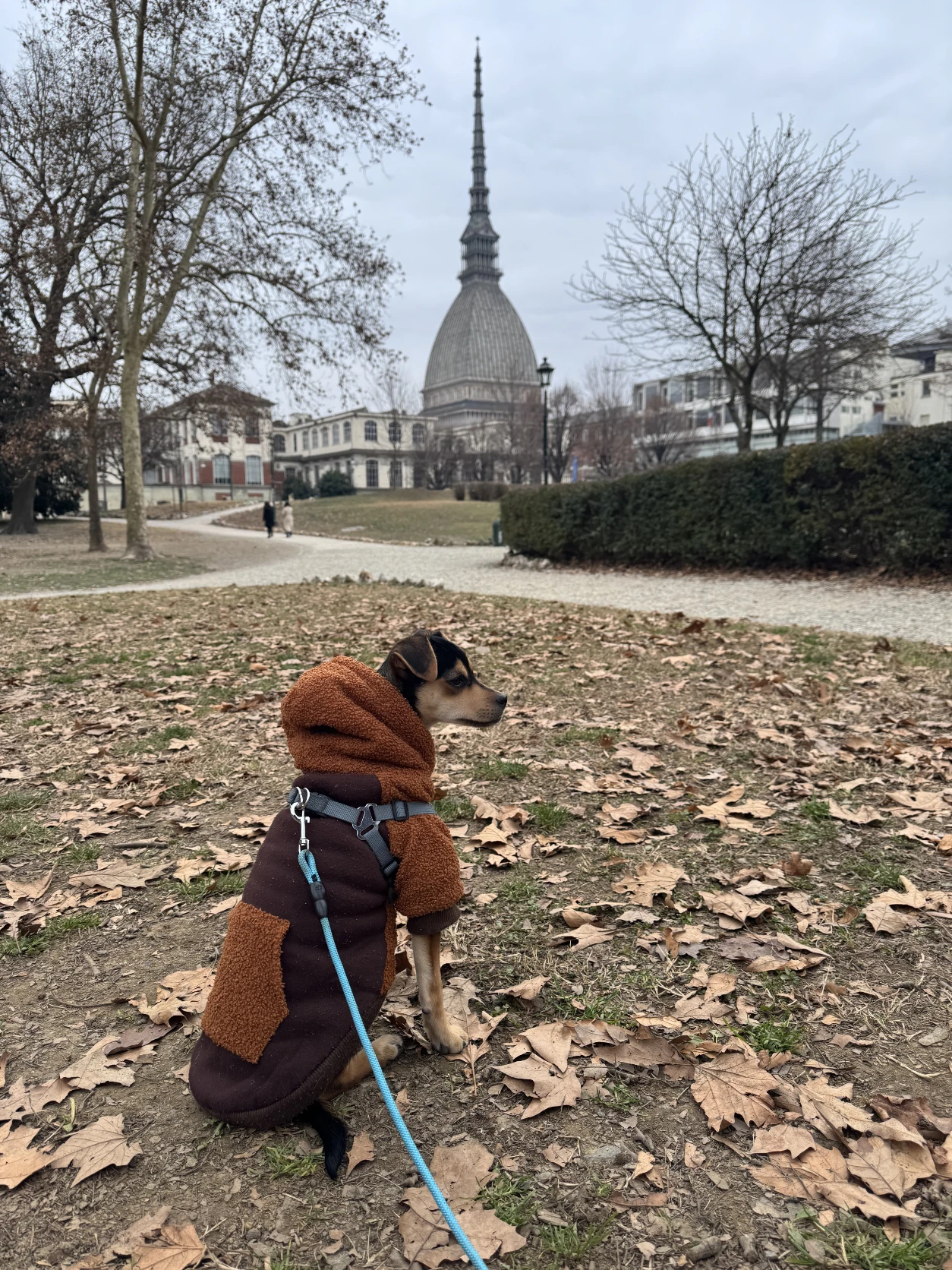 image-16