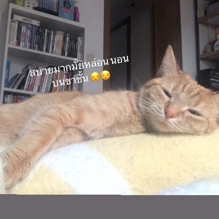 Chatune