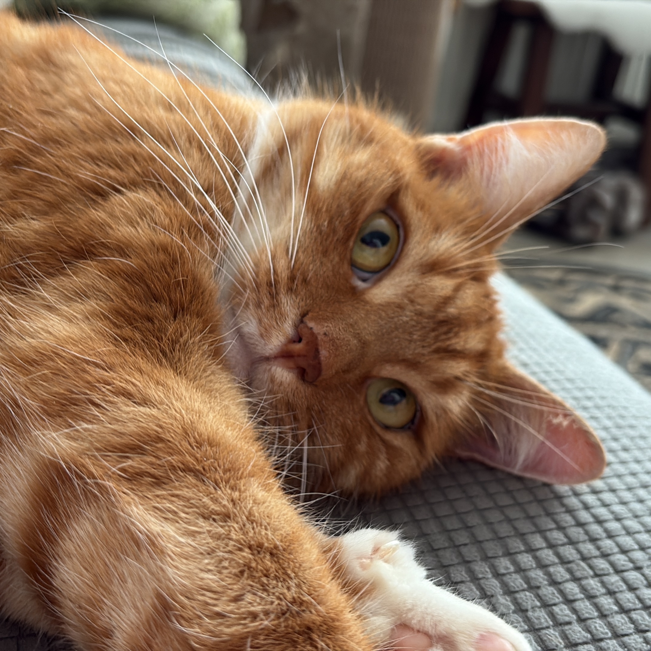 Sylvester 