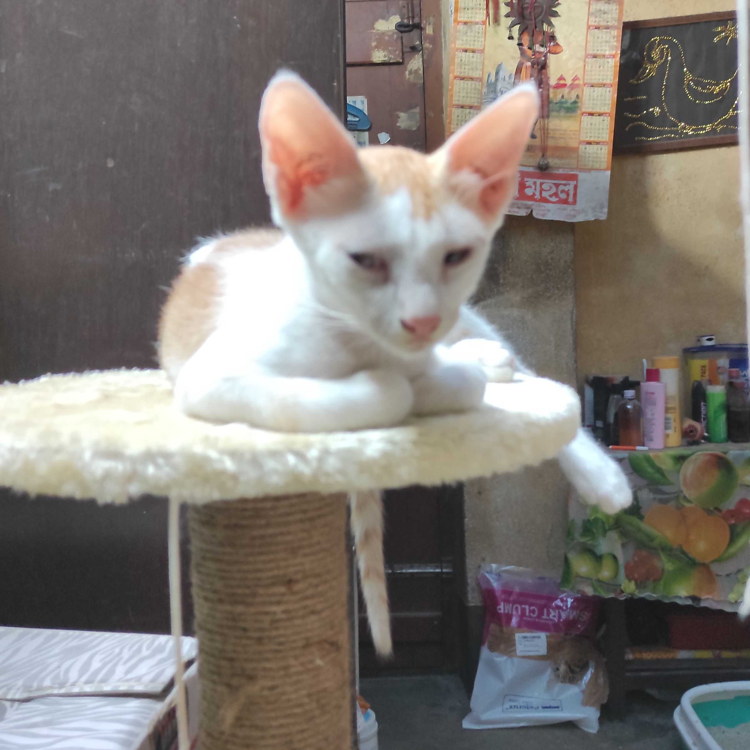 Lolo, Goku, Piku, Kuchu, Tubu.. I have 12 of them