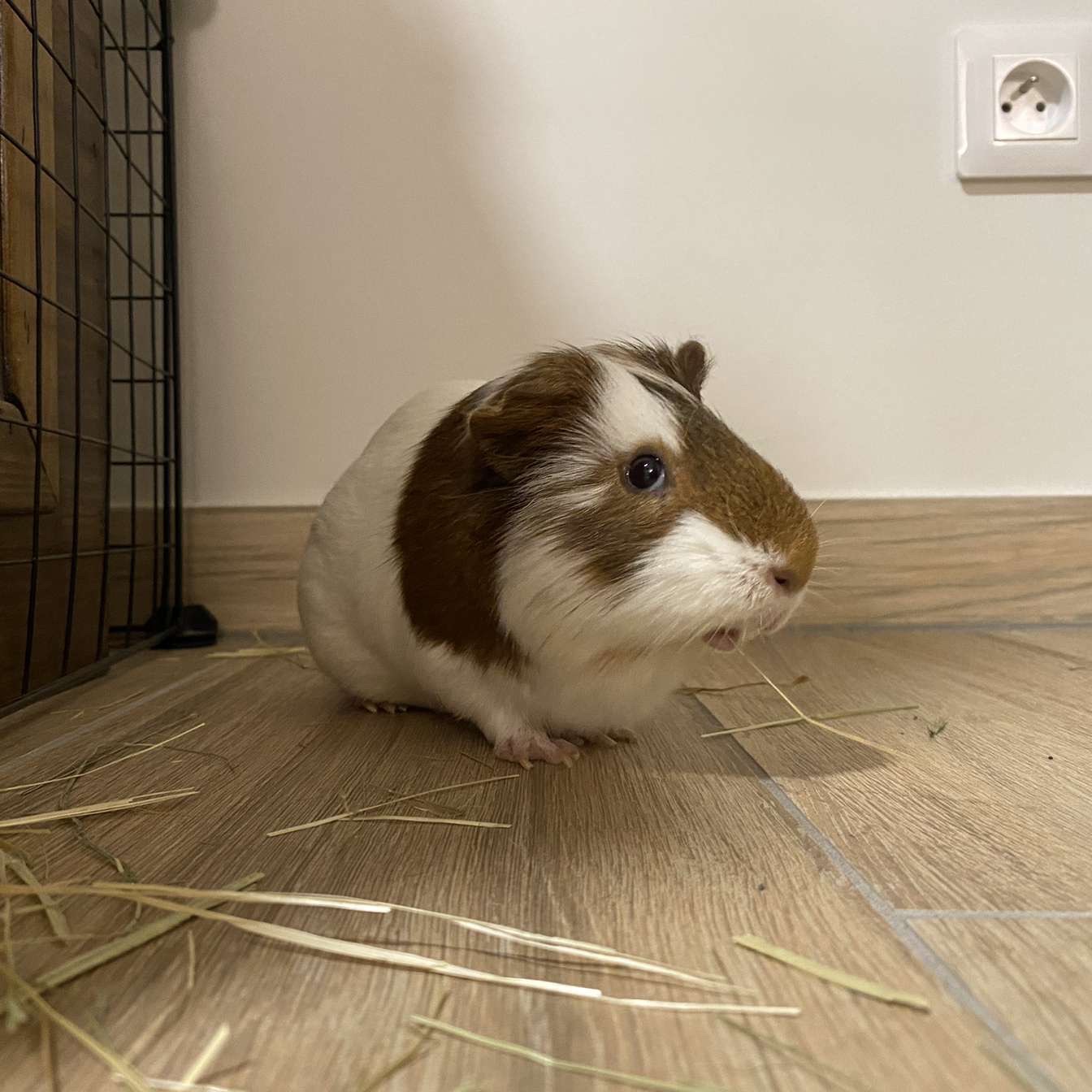Coco