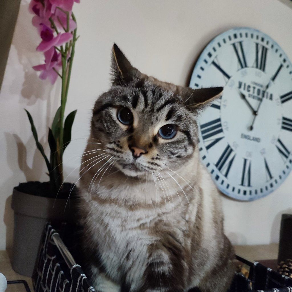 Câline
