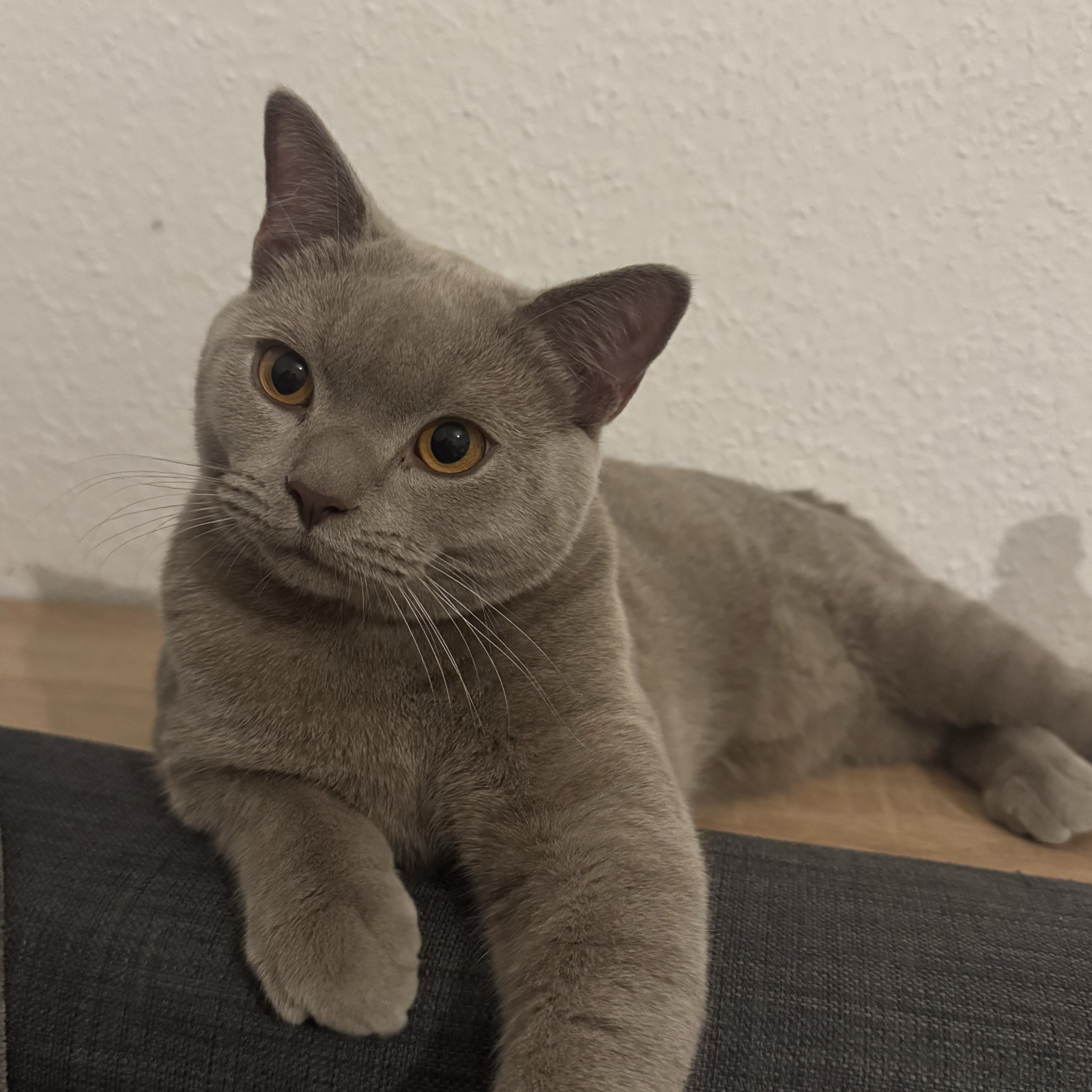 Prinz