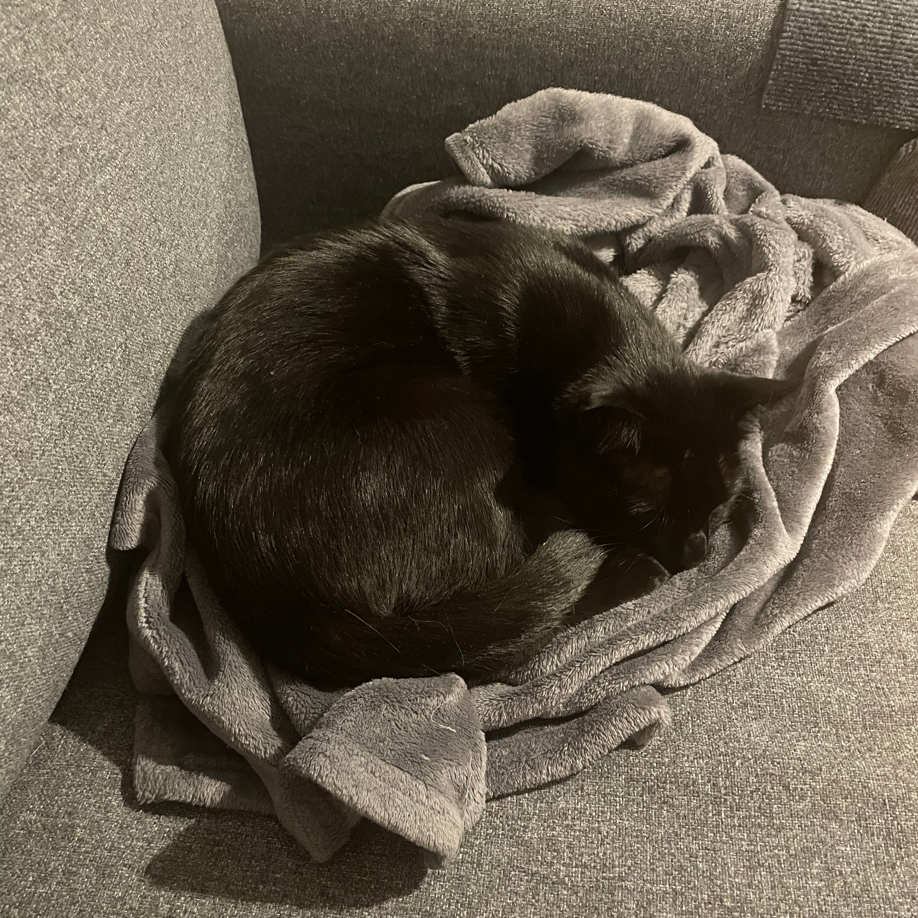 Nacho (le criminou)