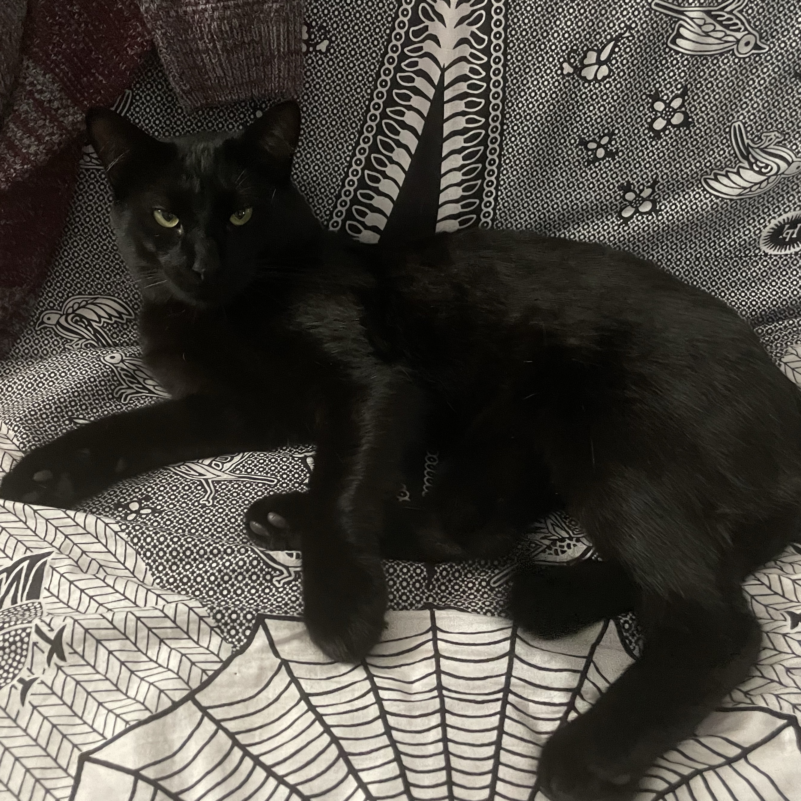 Nacho (le criminou)