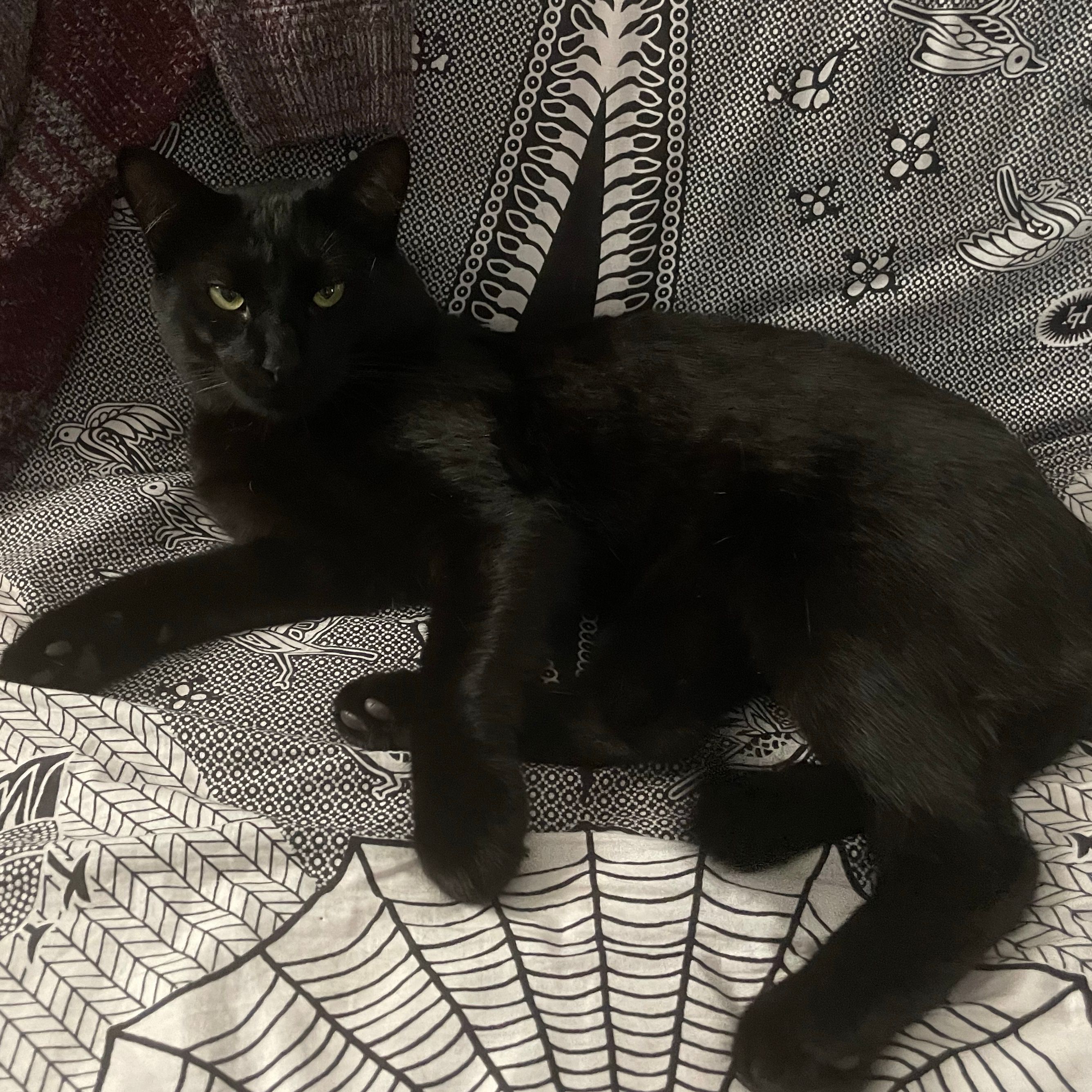 Nacho (le criminou)