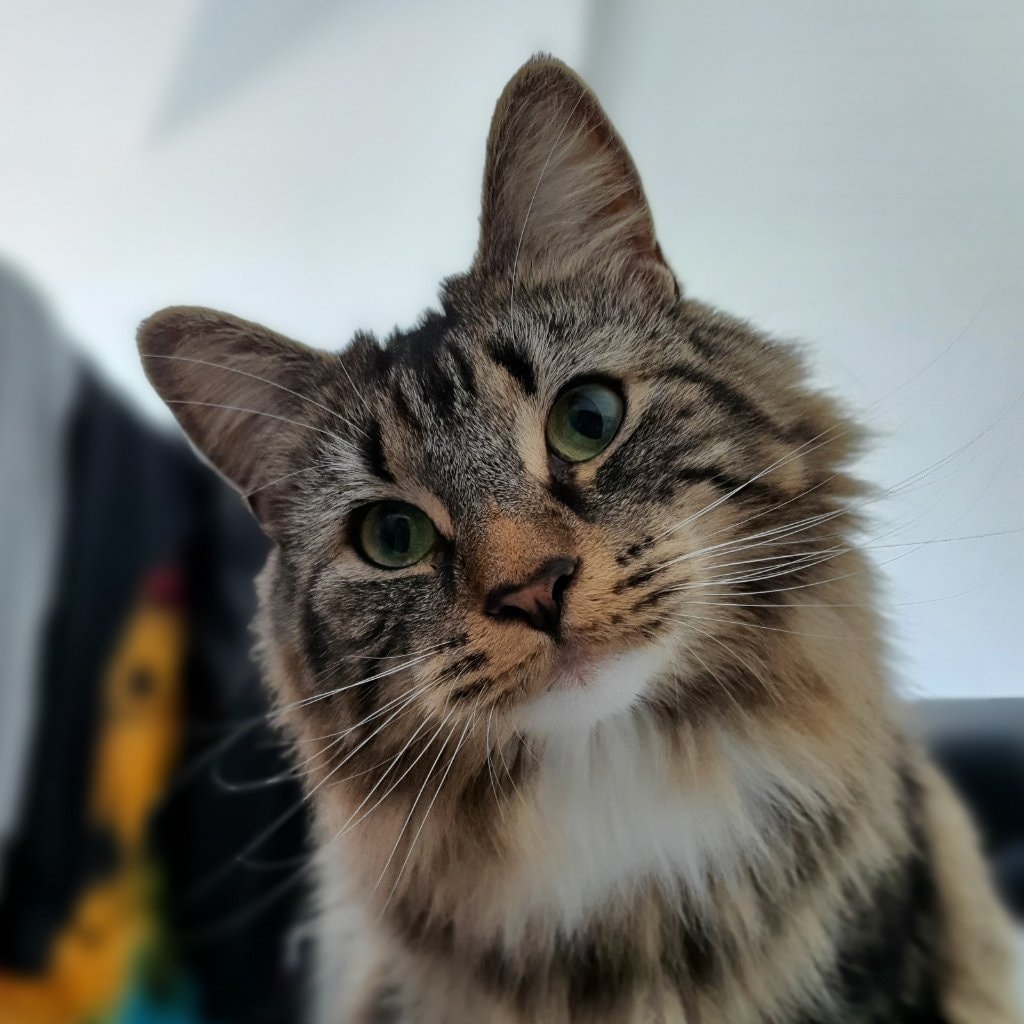 Teddy