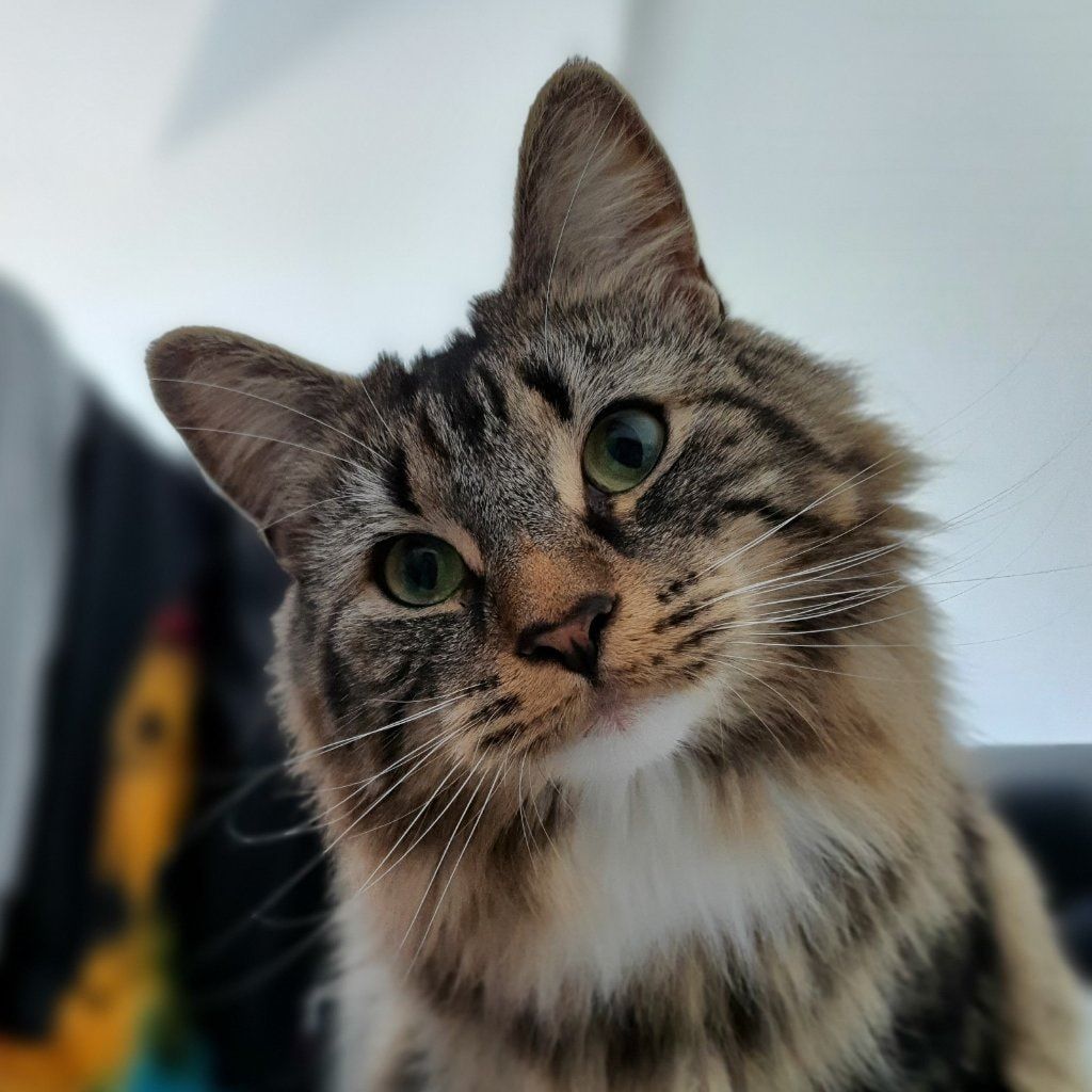 Teddy