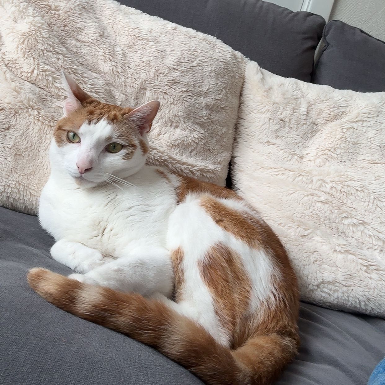 Oscar
