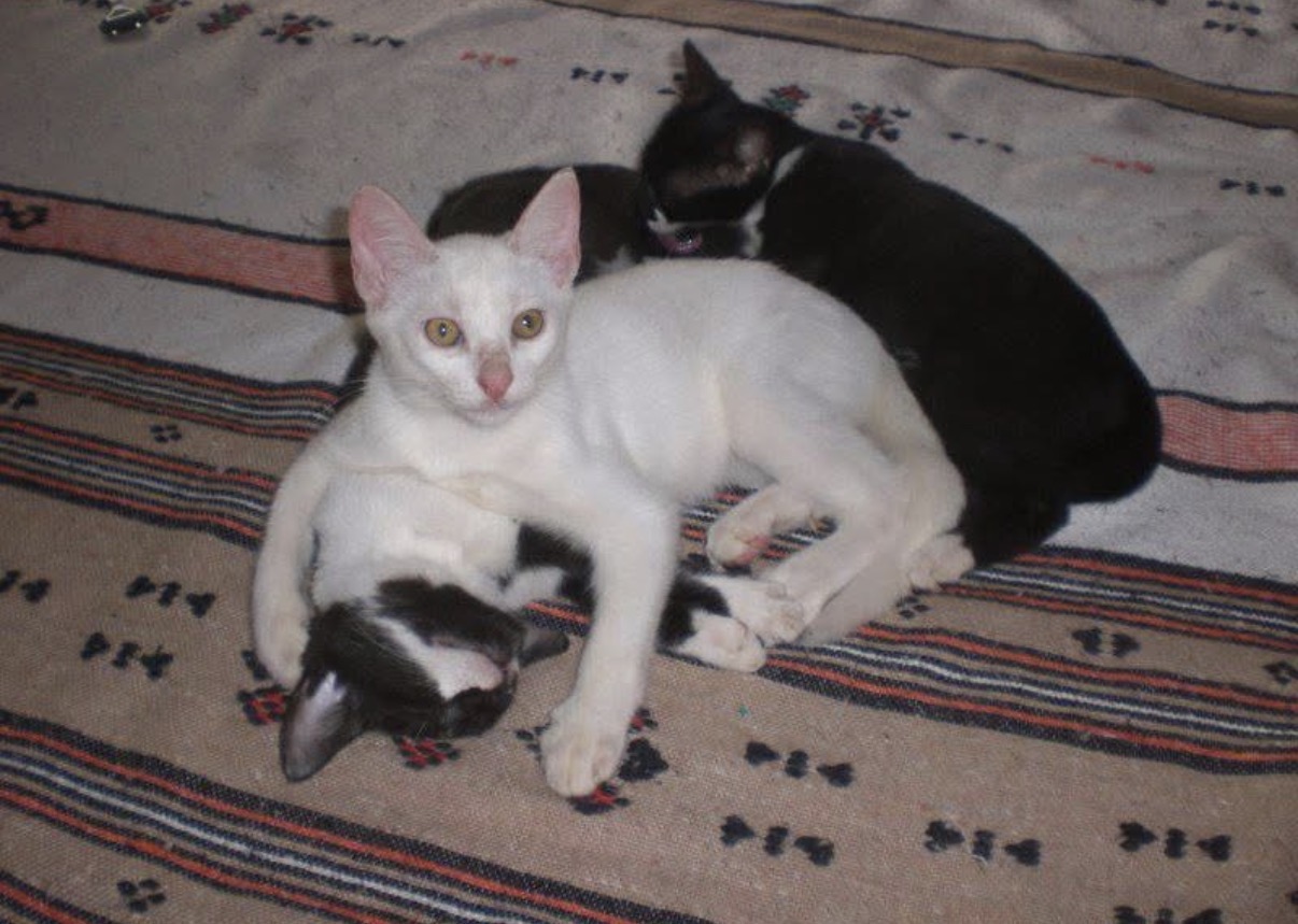 image-5