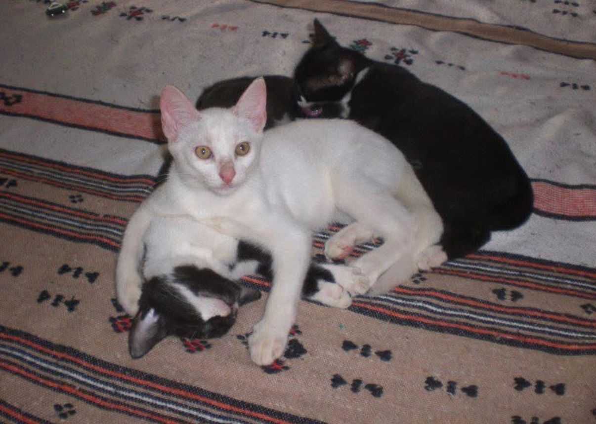 image-5
