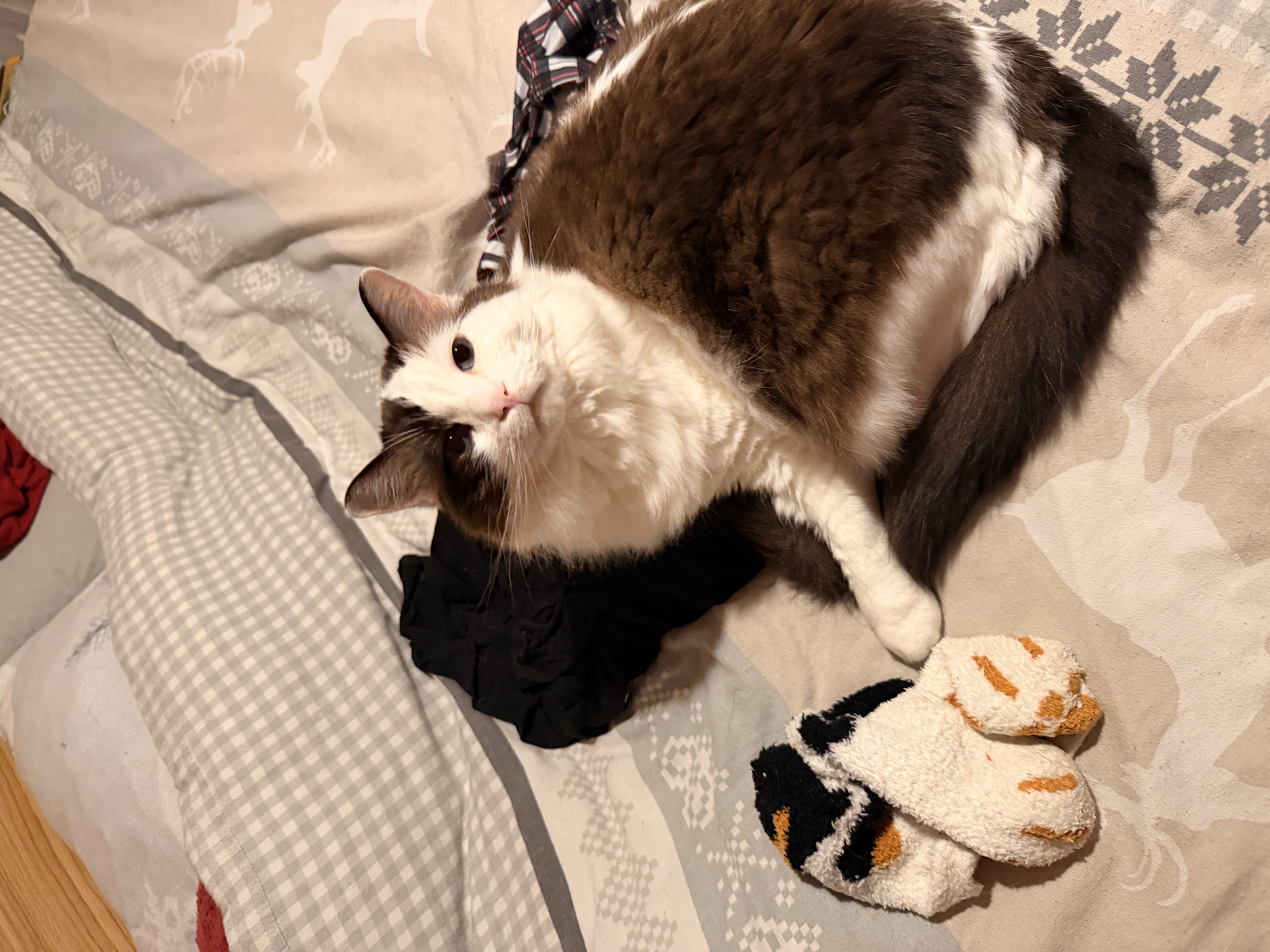 image-7