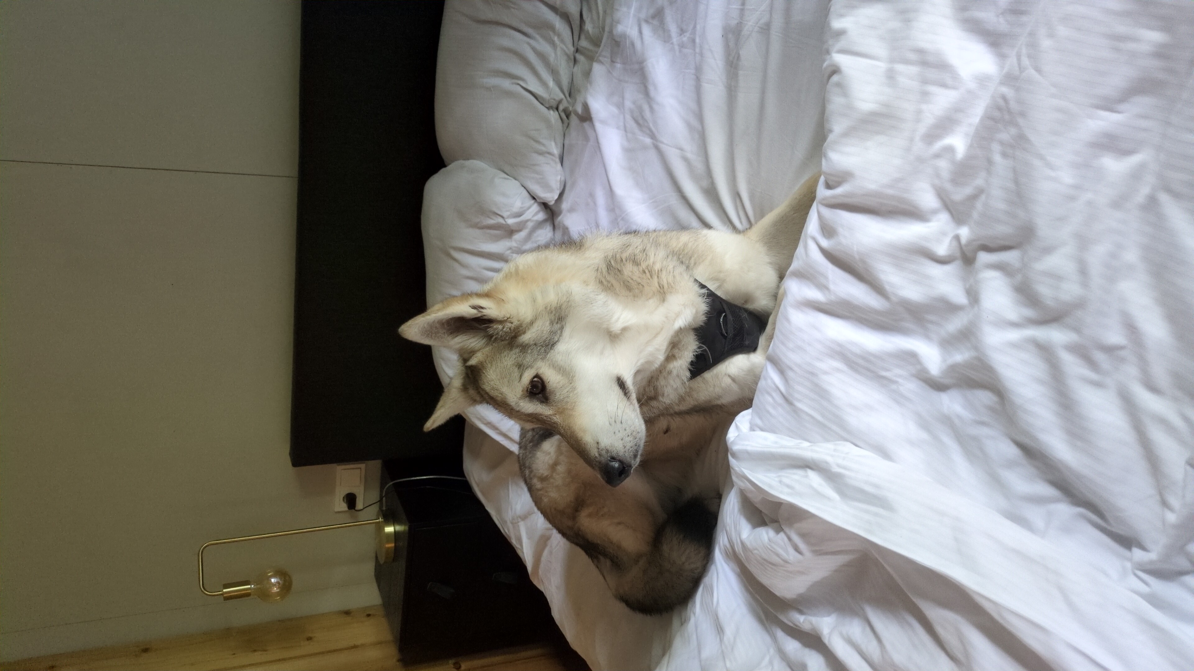 image-7