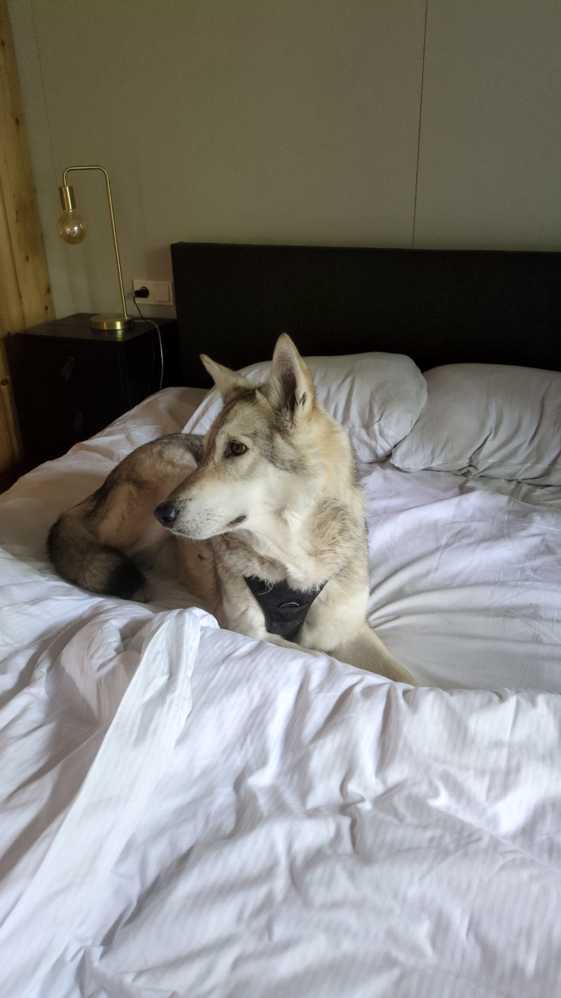 image-7