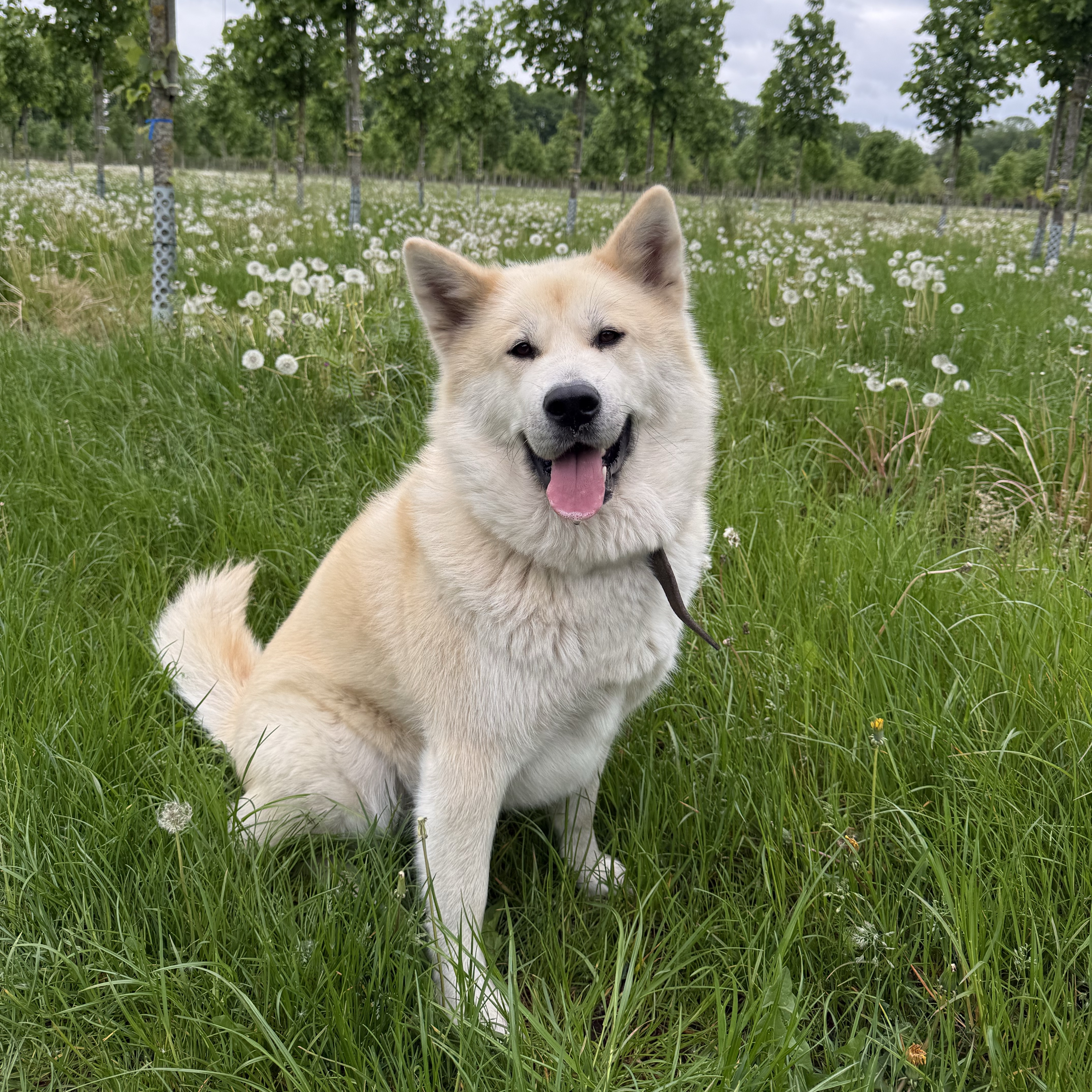 Kaida