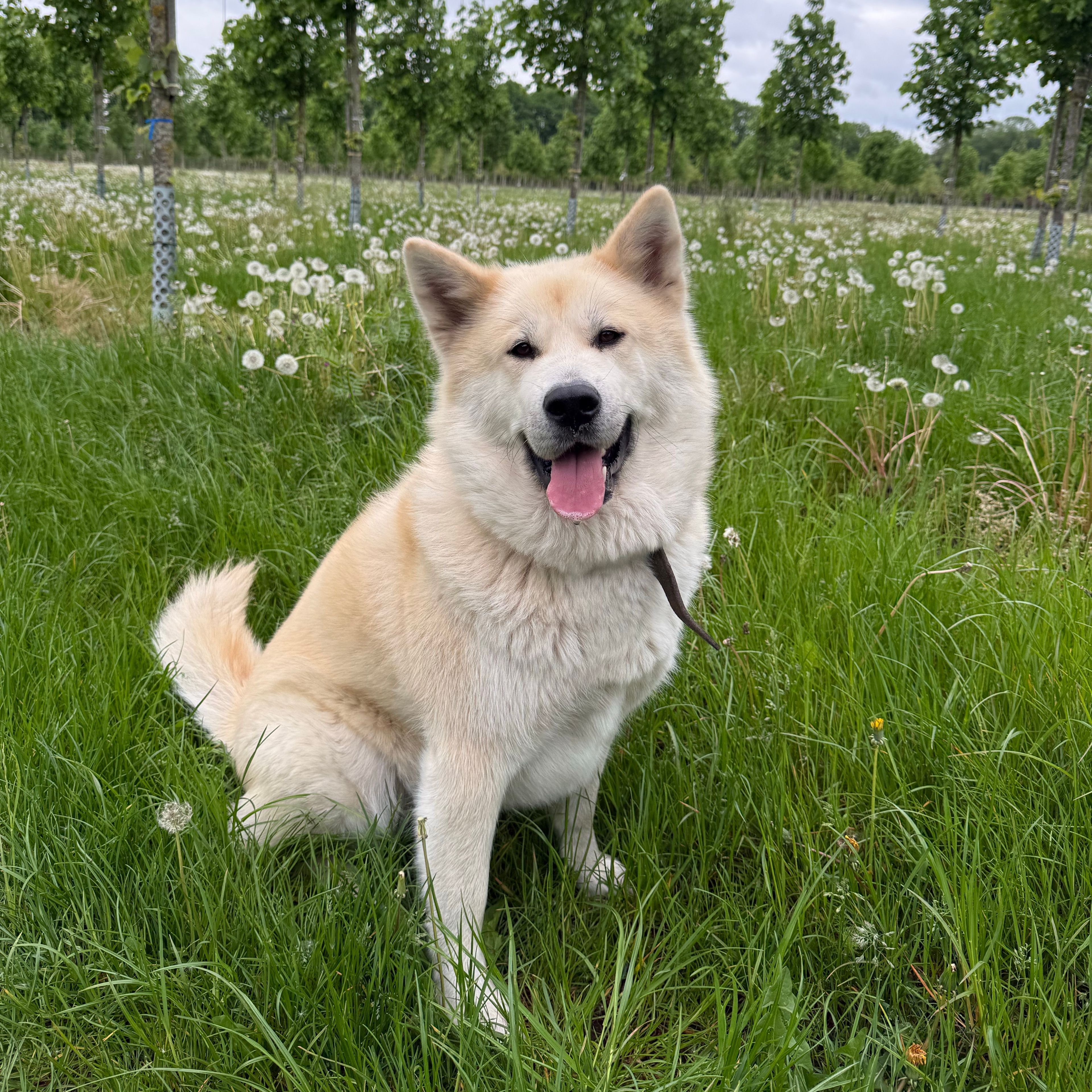 Kaida