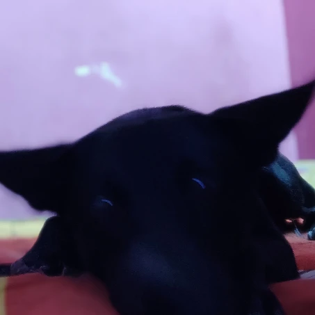 Coal 