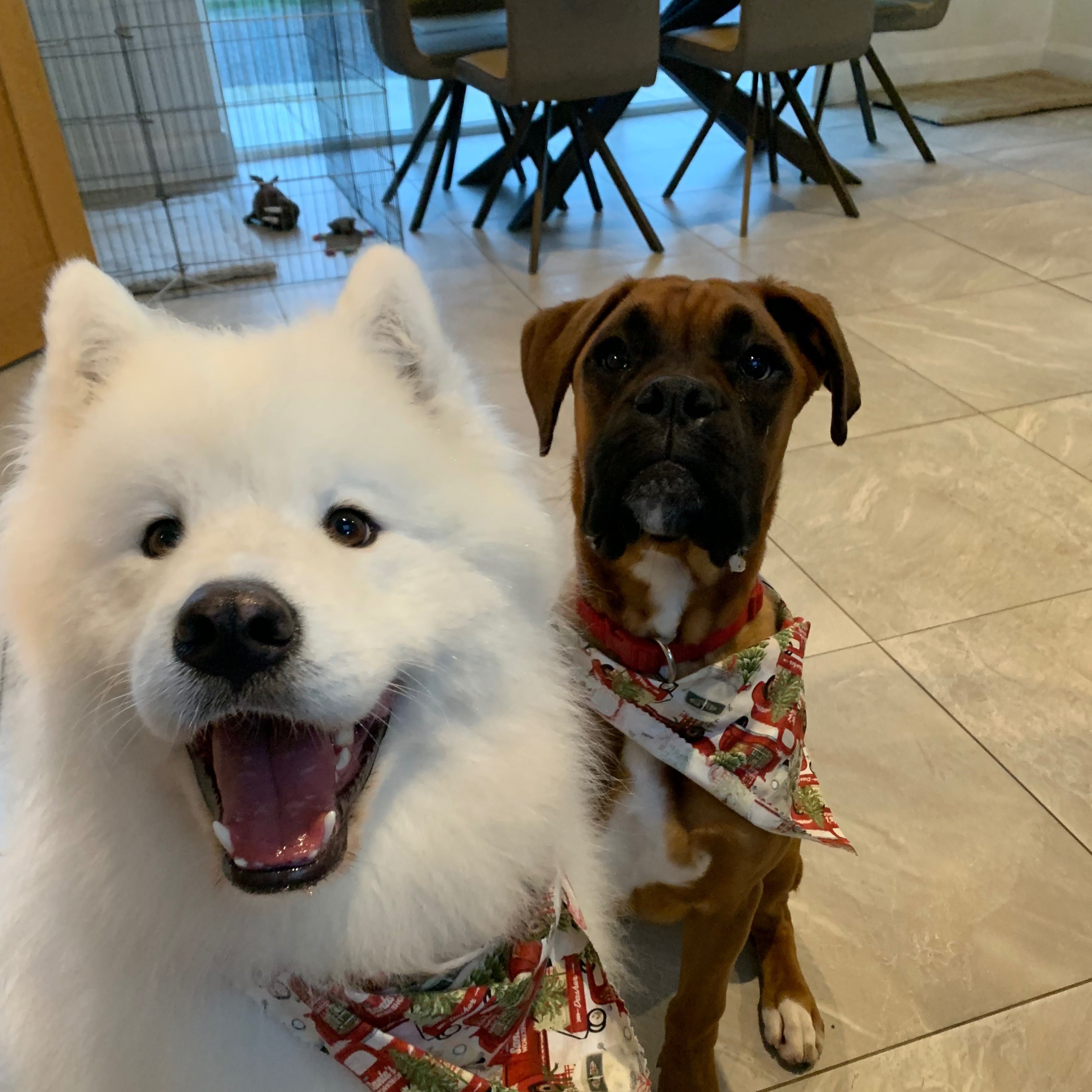 Freddy & Harry