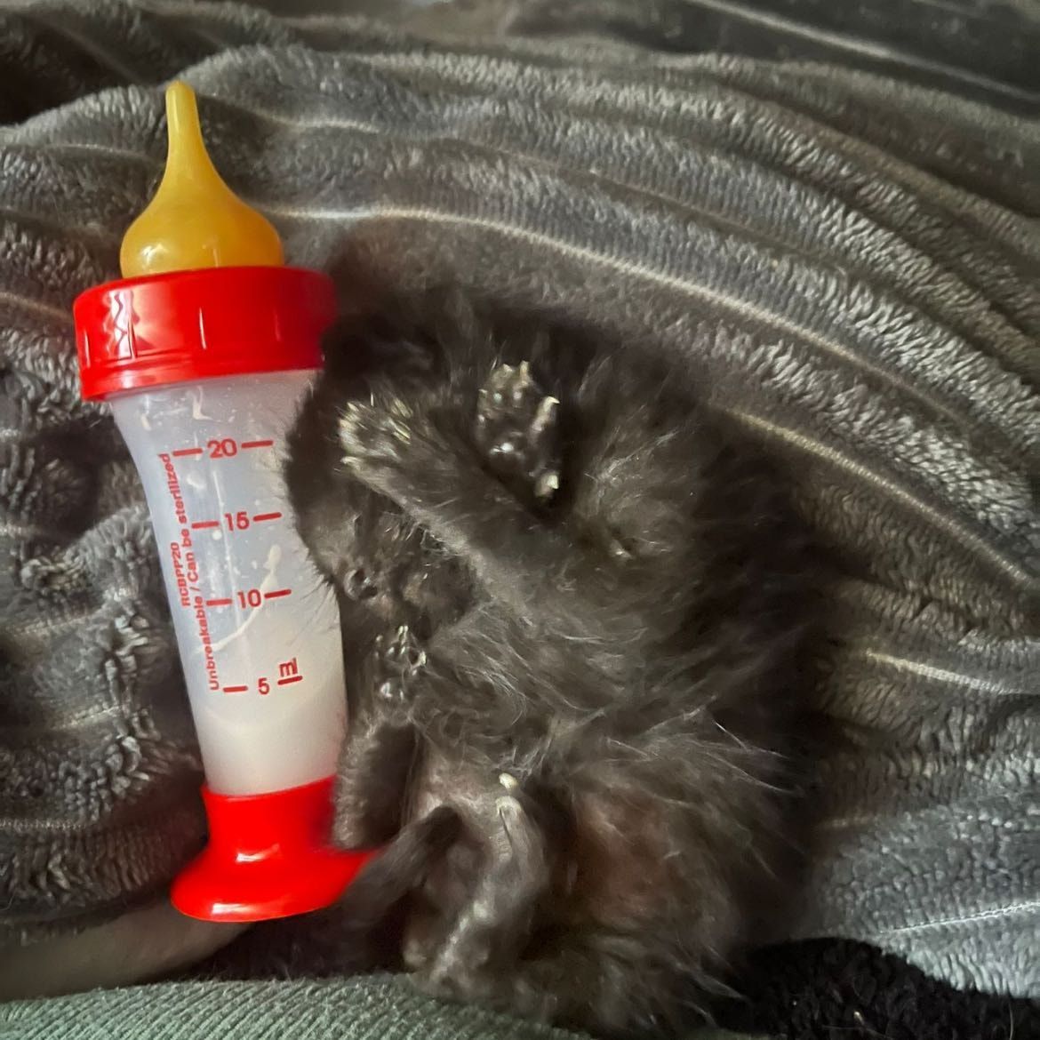 Purrcy Jackson