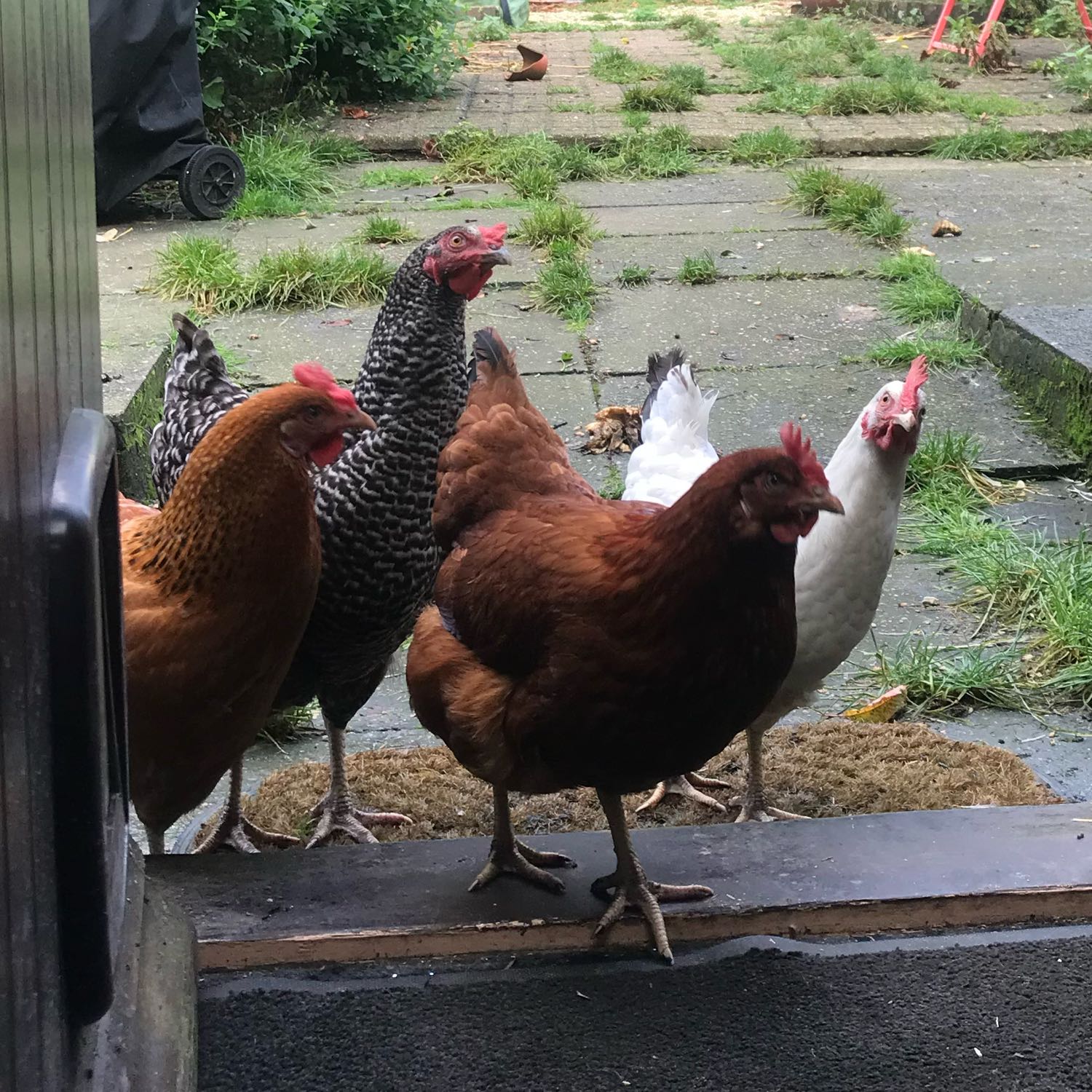 the chickens 