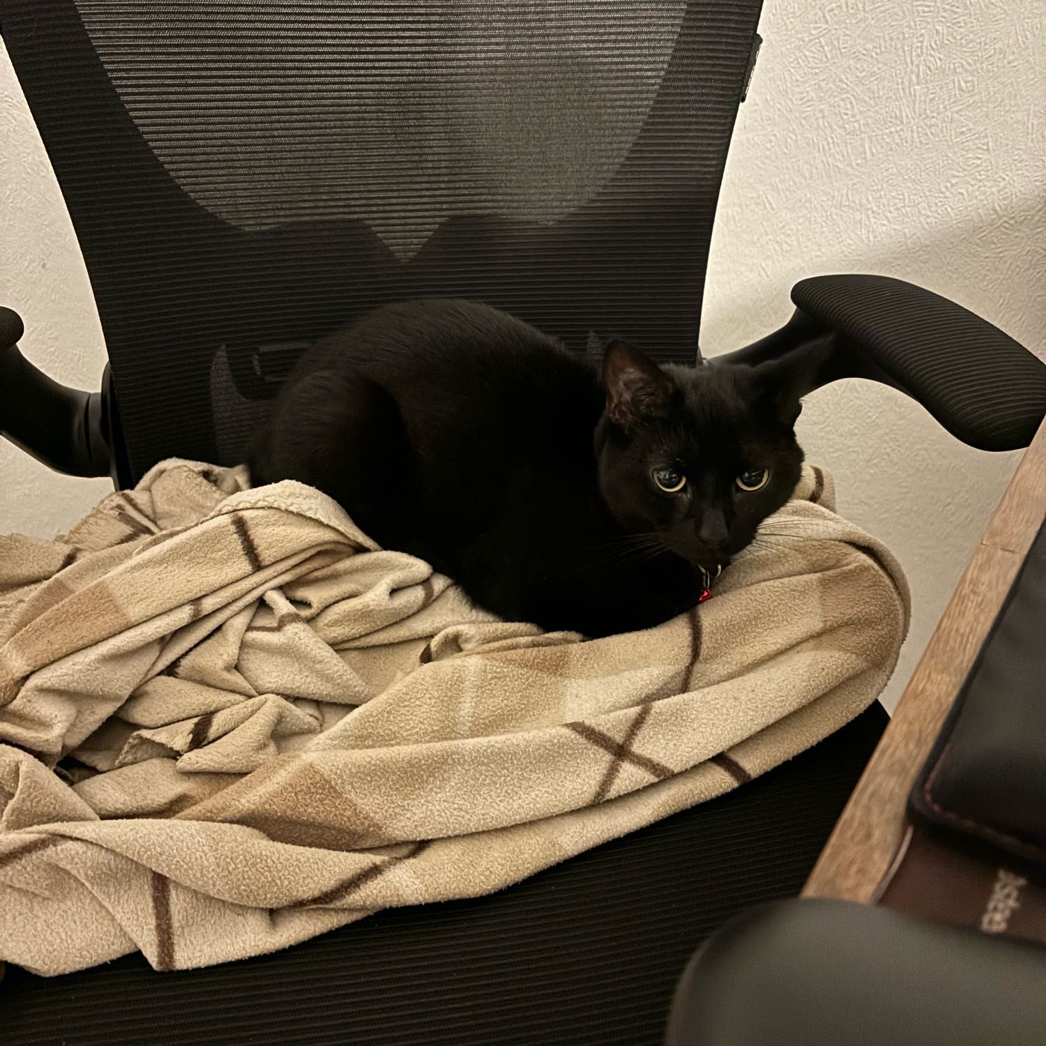 Mim
