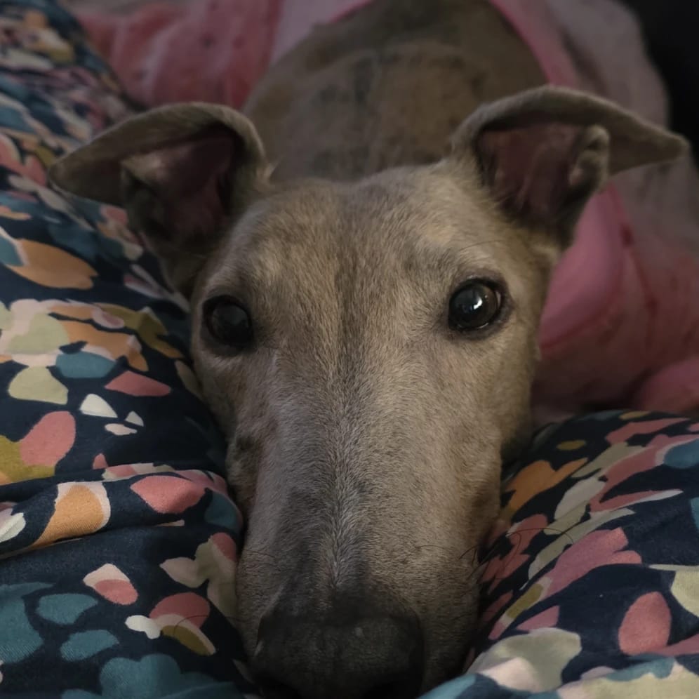 Molly