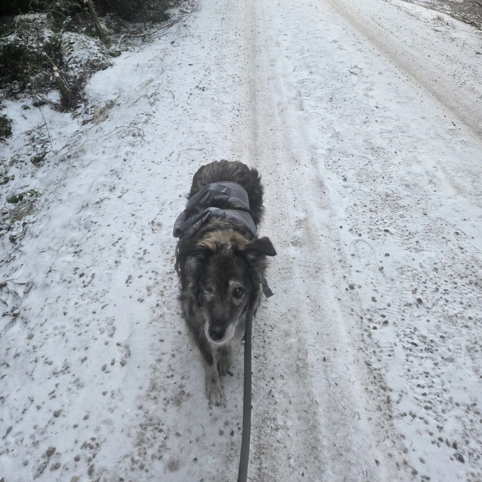 Anka