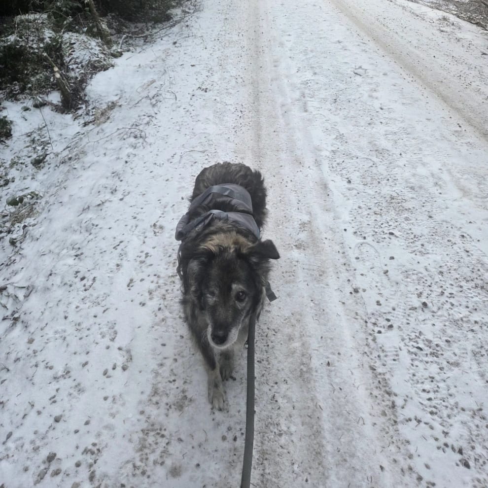 Anka